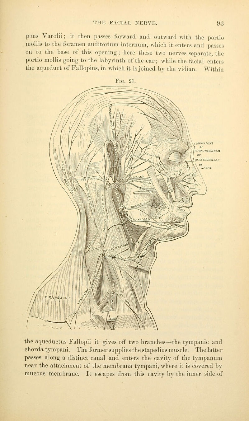 pons Varolii; it then passes forward and outward with the portio mollis to the foramen auditorium internum, which it enters and passes on to the base of this opening; here these two nerves separate, the portio mollis going to the labyrinth of the ear; while the facial enters the aqueduct of Fallopius, in which it is joined by the vidian. Within Fig. 21. rERyiNAT/OiVS f I ht/PKfl TFIOCHL eA tt \ IVf/?/l TROCHLHAR F fJASAL the aqueductus Fallopii it gives off two branches—the tympanic and chorda tympani. The former supplies the stapedius muscle. The latter passes along a distinct canal and enters the cavity of the tympanum near the attachment of the membrana tympani, where it is covered by mucous membrane. It escapes from this cavity by the inner side of