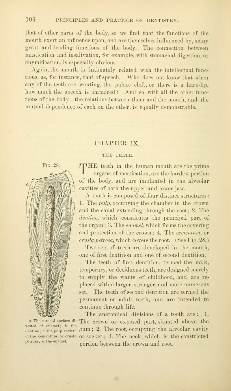 that of other parts of the body, so we find that the functions of the mouth exert an influence upon, and are themselves influenced by, many great and leading functions of the body. The connection between mastication and insalivation, for example, with stomachal digestion, or chymification, is especially obvious. Again, the mouth is intimately related with the intellectual func- tious, as, for instance, that of speech. Who does not know that when any of the teeth are wanting, the palate cleft, or there is a hare-lip, how much the speech is impaired? And so with all the other func- tions of the body; the relations between them and the mouth, and the mutual dependence of each on the other, is equally demonstrable. CHAPTER IX. THE TEETH. THE teeth in the human mouth are the prime organs of mastication, are the hardest portion of the body, and are implanted in the alveolar cavities of both the up2:)er and lower jaw. A tooth is composed of four distinct structures : 1. The j5w/p, occupying the chamber in the crown and the canal extending through the root; 2. The dentine, which constitutes the principal part of the organ; 3. The enamel, which forms the covering and protection of the crown; 4. The cementum, or crustapetrosa, which covers the root. (See Fig. 28.) Two sets of teeth are developed in the mouth, one of first dentition and one of second dentition. The teeth of first dentition, termed the milk, temporary, or deciduous teeth, are designed merely to supply the wants of childhood, and are re- placed with a larger, stronger, and more numerous set. The teeth of second dentition are termed the permanent or adult teeth, and are intended to continue through life. The anatomical divisions of a tooth are : 1. a. The coronal surface di- xhe crowu or exposed part, situated above the rntine°c.theuip cavity; g^^; 2. The root. Occupying the alveolar cavity J. the cementum, or crnsta or socket; 3. The neck, which is the constricted petrosa; e. the enamel. x- i. ^ ^i i j. portion between the crown and root.