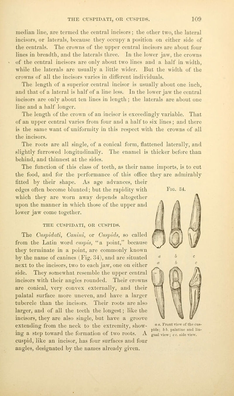 median line, are termed the central incisors; the other two, the lateral incisors, or laterals, because they occupy a position on either side of the centrals. The cru\Yns of the upper central incisors are about four lines in breadth, and the laterals three. In the lower jaw, the crowns of the central incisors are only about two lines and a half in width, while the laterals are usually a little wider. But the width of the crowns of all the incisors varies in different individuals. The length of a superior central incisor is usually about one inch, and that of a lateral is half of a line less. In the lower jaw the central incisors are only about ten lines in length ; the laterals are about one line and a half longer. The length of the crown of an incisor is exceedingly variable. That of an upper central varies from four and a half to six lines; and there is the same want of uniformity in this respect with the crowns of all the incisors. The roots are all single, of a conical form, flattened laterally, and slio:htlv furrowed lonoitudinallv. The enamel is thicker before than behind, and thinnest at the sides. The function of this class of teeth, as their name imports, is to cut the food, and for the performance of this office they are admirably fitted by their shape. As age advances, their edges often become blunted; but the rapidity with which they are worn away depends altogether upon the manner in which those of the upper and lower jaw come together. THE CUSPIDATI, OR CUSPIDS. The Cuspidati, Canini, or Cuspids, so called from the Latin word cmpis, a point, because they terminate in a point, are commonly known by the name of canines (Fig. 34), and are situated next to the incisors, two to each jaw, one on either side. They somewhat resemble the upper central incisors with their angles rounded. Their ci'owns are conical, very convex externally, and their palatal surface more uneven, and have a larger tubercle than the incisors. Their roots are also larger, and of all the teeth the longest; like the incisors, they are also single, but have a groove extending from the neck to the extremity, show- ing a step toward the formation of two roots. A cuspid, like an incisor, has four surfaces and four angles, designated by the names already given. Fig. a a. Front riew of the cus- pids; 6 6. palatine and lin- gual view; c c. side view.