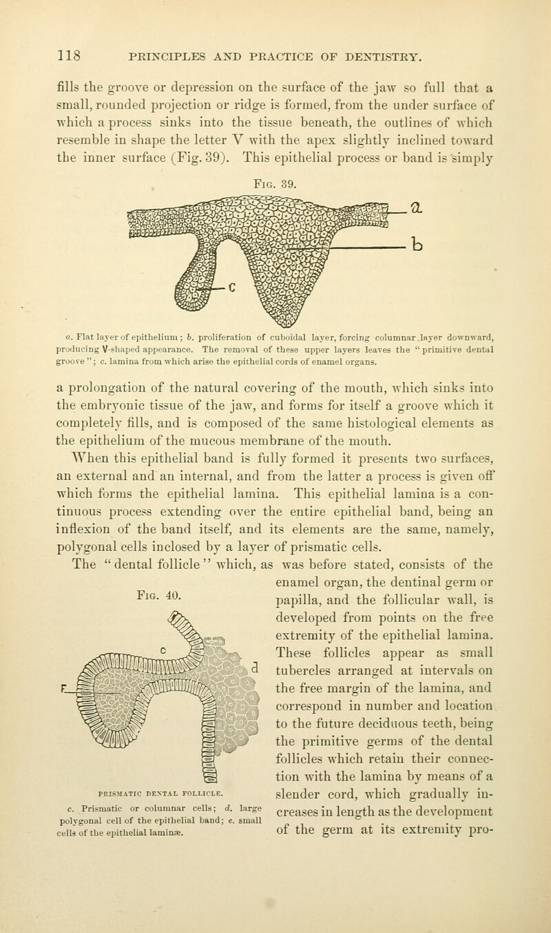 fills the groove or depression on the surface of the jaw so full that a small, rounded projection or ridge is formed, from the under surface of which a process sinks into the tissue beneath, the outlines of which resemble in shape the letter V with the apex slightly inclined toward the inner surface (Fig. 39). This epithelial process or band is simply Fig. 39. a. Flat layer of epithelium; 6. proliferation of cuboidal layer, forcing columnar.layer downward, producing V-shaped appearance. The removal of these upper layers leaves the primitive dental groove ; c. lamina from which arise the epithelial cords of enamel organs. a prolongation of the natural covering of the mouth, which sinks into the embryonic tissue of the jaw, and forms for itself a groove which it completely fills, and is composed of the same histological elements as the epithelium of the mucous membrane of the mouth. When this epithelial band is fully formed it presents two surfaces, an external and an internal, and from the latter a process is given off which forms the epithelial lamina. This epithelial lamina is a con- tinuous process extending over the entire epithelial band, being an inflexion of the band itself, and its elements are the same, namely, polygonal cells inclosed by a layer of prismatic cells. The  dental follicle  which, as avas before stated, consists of the enamel organ, the dentinal germ or papilla, and the follicular wall, is developed from points on the free extremity of the epithelial lamina. These follicles appear as small 3 tubercles arranged at intervals on ', the free margin of the lamina, and '• correspond in number and location I to the future deciduous teeth, being the primitive germs of the dental follicles which retain their connec- tion with the lamina by means of a PRISMATIC DENTAL FOLLICLE. slcuder cord, whlch gradually iu- c. Prismatic or columnar cells; d. large creases in length as the development polygonal cell of the epithelial band; e. small cells of the epithelial lamina. of the germ at its extremity i^ro- FiG. 40.