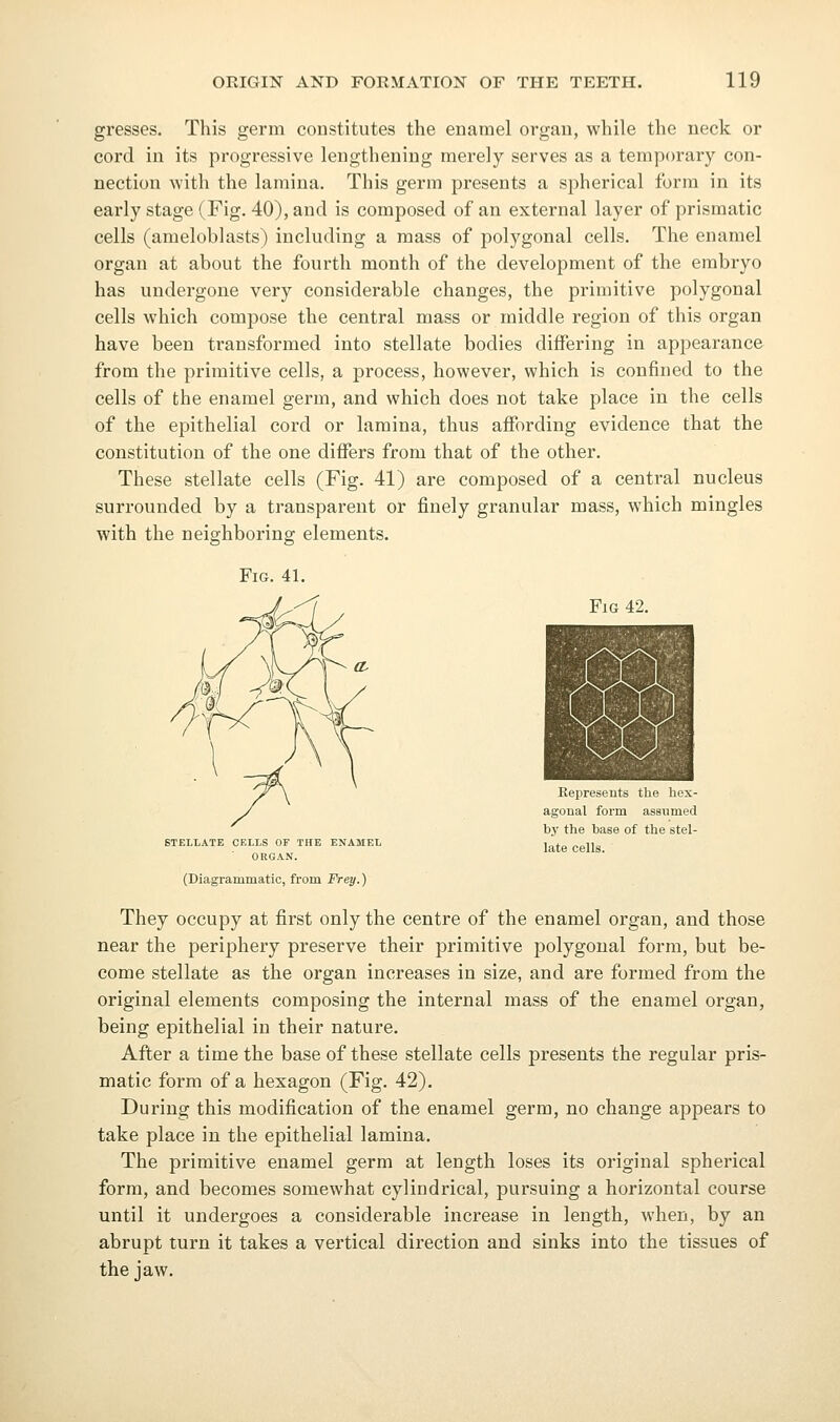 gresses. This germ constitutes the enamel organ, while the neck or cord in its progressive lengthening merely serves as a temporary con- nection with the lamina. This germ presents a spherical form in its early stage (Fig. 40), and is composed of an external layer of prismatic cells (ameloblasts) including a mass of j^olygonal cells. The enamel organ at about the fourth month of the development of the embryo has undergone very considerable changes, the primitive polygonal cells which compose the central mass or middle region of this organ have been transformed into stellate bodies differing in appearance from the primitive cells, a process, however, which is confined to the cells of the enamel germ, and which does not take place in the cells of the epithelial cord or lamina, thus affording evidence that the constitution of the one differs from that of the other. These stellate cells (Fig. 41) are composed of a central nucleus surrounded by a transparent or finely granular mass, which mingles with the neighboring elements. Fig. 41. Fig 42. STELLATE CELLS OF THE ENAMEL ORGAN. (Diagrammatic, from Frey.) Eepresents the hex- agonal form assumed by the base of the stel- late cells. They occupy at first only the centre of the enamel organ, and those near the periphery preserve their primitive polygonal form, but be- come stellate as the organ increases in size, and are formed from the original elements composing the internal mass of the enamel organ, being epithelial in their nature. After a time the base of these stellate cells presents the regular pris- matic form of a hexagon (Fig. 42). During this modification of the enamel germ, no change appears to take place in the epithelial lamina. The primitive enamel germ at length loses its original spherical form, and becomes somewhat cylindrical, pursuing a horizontal course until it undergoes a considerable increase in length, when, by an abrupt turn it takes a vertical direction and sinks into the tissues of the jaw.