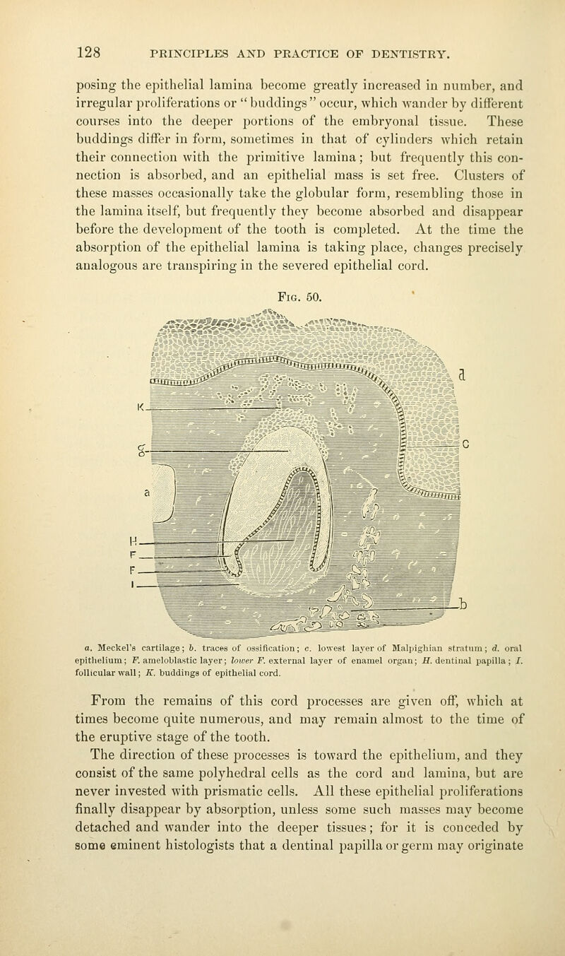 posing the epithelial lamina become greatly increased in number, and irregular proliferations or  buddings occur, which wander by different courses into the deeper portions of the embryonal tissue. These buddings differ in form, sometimes in that of cylinders which retain their connection with the primitive lamina; but frequently this con- nection is absorbed, and an epithelial mass is set free. Clusters of these masses occasionally take the globular form, resembling those in the lamina itself, but frequently they become absorbed and disappear before the development of the tooth is completed. At the time the absorption of the epithelial lamina is taking place, changes precisely analogous are transpiring in the severed epithelial cord. Fig. 50. ffUilTiLiL o. Meckel's cartilage; b. traces uf ussificatlon; c. lowest layer of Malpighian stratum; d. oral epitlielium; F. ameloblastic layer; lower F. external layer of enamel organ; H. dentinal papilla; /. follicular wall; K. buddings of epithelial cord. From the remains of this cord processes are given off, which at times become quite numerous, and may remain almost to the time of the eruptive stage of the tooth. The direction of these processes is toward the epithelium, and they consist of the same polyhedral cells as the cord and lamina, but are never invested with prismatic cells. All these epithelial proliferations finally disappear by absorption, unless some such masses may become detached and wander into the deeper tissues; for it is conceded by some eminent histologists that a dentinal papilla or germ may originate