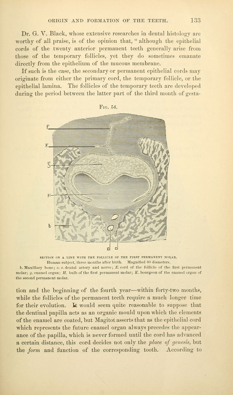 Dr. G. V. Black, whose extensive researches in dental histology are worthy of all praise, is of the opinion that,  although the epithelial cords of the twenty anterior permanent teeth generally arise from those of the temporary follicles, yet they do sometimes emanate directly from the epithelium of the mucous membrane. If such is the case, the secondary or permanent epithelial cords may originate from either the primary cord, the temporary follicle, or the epithelial lamina. The follicles of the temporary teeth are developed during the period between the latter part of the third month of gesta- FiG. 54. SECTION ON A LINE 'WITH THE FOLLICLE OF THE FIRST PERMANENT MOLAB. Human subject, three months after birth. Magnified 80 diameters. 6. Maxillarj' bone; c. c. dental artery and nerve; E. cord of the follicle of the first permanent molar; g. enamel organ; R. bulb of the first permanent molar; E. bourgeon of the enamel organ of the second permanent molar. tion and the beginning of the fourth year—within forty-two months, while the follicles of the permanent teeth require a much longer time for their evolution, it would seem quite reasonable to suppose that the dentinal papilla acts as an organic mould upon which the elements of the enamel are coated, but Magitot asserts that as the epithelial cord which represents the future enamel organ always precedes the appear- ance of the papilla, which is never formed until the cord has advanced a certain distance, this cord decides not only the place of genesis, but the form and function of the corresponding tooth. According to