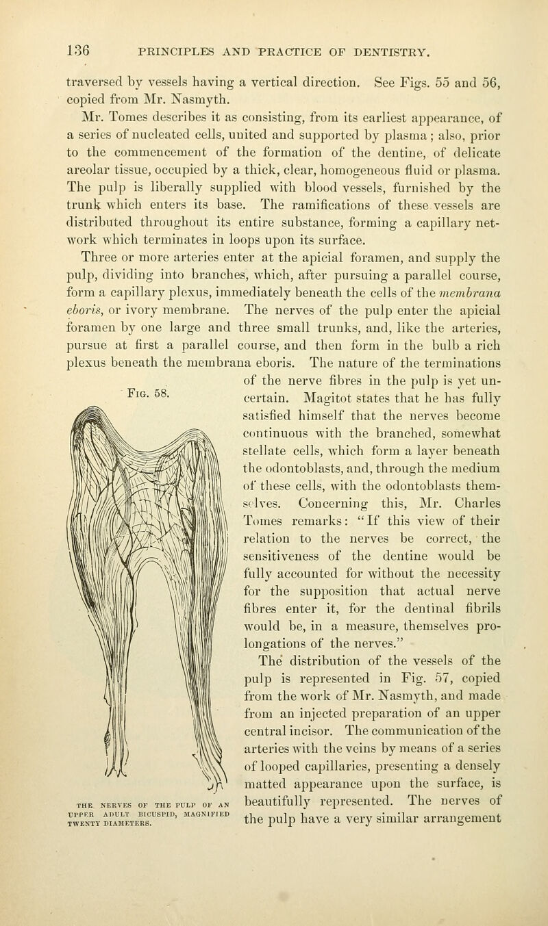 Fig, traversed by vessels having a vertical direction. See Figs. 55 and 56, copied from Mr. Nasmyth. Mr. Tomes describes it as consisting, from its earliest ajopearance, of a series of nucleated cells, united and supported by plasma; also, prior to the commencement of the formation of the dentine, of delicate areolar tissue, occupied by a thick, clear, homogeneous fluid or plasma. The pulp is liberally supplied with blood vessels, furnished by the trunk which enters its base. The ramifications of these vessels are distributed throughout its entire substance, forming a capillary net- work which terminates in loops upon its surface. Three or more arteries enter at the apicial foramen, and supply the pulp, dividing into branches, which, after pursuing a parallel course, form a capillary plexus, immediately beneath the cells of the memhrana eboris, or ivory membrane. The nerves of the pulp enter the apicial foramen by one large and three small trunks, and, like the arteries, pursue at first a parallel course, and then form in the bulb a rich plexus beneath the membrana eboris. The nature of the terminations of the nerve fibres in the pulp is yet un- certain. Magitot states that he has fully satisfied himself that the nerves become continuous with the branched, somewhat stellate cells, which form a layer beneath the odontoblasts, and, through the medium of these cells, with the odontoblasts them- selves. Concerning this, Mr. Charles Tomes remarks:  If this view of their relation to the nerves be correct, the sensitiveness of the dentine would be fully accounted for without the necessity for the supposition that actual nerve fibres enter it, for the dentinal fibrils would be, in a measure, themselves pro- longations of the nerves. The distribution of the vessels of the pulp is represented in Fig. 57, copied from the work of Mr. Nasmyth, and made from an injected preparation of an upper central incisor. The communication of the arteries with the veins by means of a series of looped capillaries, presenting a densely matted appearance upon the surface, is THE NERVES OF THE PULP OF AN bcautifully rcprescnted. The nerves of tTentv B^'METERr''' ^<^'^^ thc pulp havc a vcry similar arrangement