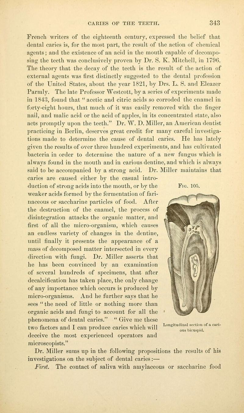 Fig. 105. French writers of the eighteenth century, expressed the belief that dental caries is, for the most part, the result of the action of chemical agents; and the existence of an acid in the mouth capable of decompo- sing the teeth was conclusively proven by Dr. S. K. Mitchell, in 1796. The theory that the decay of the teeth is the result of the action of external agents was first distinctly suggested to the dental profession of the United States, about the year 1821, by Drs. L. S. and Eleazer Parmly, The late Professor Westcott, by a series of experiments made in 1843, fouud that  acetic and citric acids so corroded the enamel in forty-eight hours, that much of it was easily removed with the finger nail, and malic acid or the acid of apples, in its concentrated state, also acts promptly upon the teeth. Dr. W. D. Miller, an American dentist practicing in Berlin, deserves great credit for many careful investiga- tions made to determine the cause of dental caries. He has lately given the results of over three hundred experiments, and has cultivated bacteria in order to determine the nature of a new fungus which is always found in the mouth and in carious dentine, and which is always said to be accompanied by a strong acid. Dr. Miller maintains that caries are caused either by the casual intro- duction of strong acids into the mouth, or by the weaker acids formed by the fermentation of fari- naceous or saccharine particles of food. After the destruction of the enamel, the process of disintegration attacks the organic matter, and first of all the micro-organism, which causes an endless variety of changes in the dentine, until finally it presents the appearance of a mass of decomposed matter intersected in every direction with fungi. Dr. Miller asserts that he has been convinced by an examination of several hundreds of specimens, that after decalcification has taken place, the only change of any importance which occurs is produced by micro-organisms. And he further says that he sees  the need of little or nothing more than organic acids and fungi to account for all the phenomena of dental caries.  Give me these two factors and I can produce caries which will deceive the most experienced operators and raicroscopists. Dr. Miller sums up in the following propositions the results of his investigations on the subject of dental caries:— First. The contact of saliva with amylaceous or saccharine food Longitudinal section of a cari- ous bicuspid.