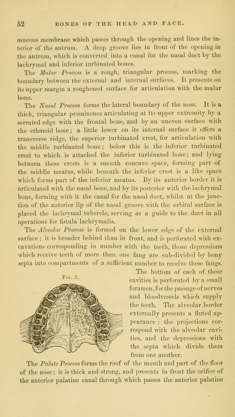 mucous membrane which passes through the opening and lines the in- terior of the antrum. A deep groove lies in front of the opening in the antrum, which is converted into a canal for the nasal duct by the lachrymal and inferior turbinated bones. Tiie Malar Process is a rough, triangular process, marking the boundary between the external and internal surfaces. It presents on its upper margin a roughened surface for articulation with the malar bone. The Nasal Process forms the lateral boundary of the nose. It is a thick, triangular prominence articulating at its upper extremity by a serrated edge with the frontal bone, and by an uneven surface with the ethmoid bone; a little lower on its internal surface it offers a transverse ridge, the superior turbinated crest, for articulation with the middle turbinated bone; below this is the inferior turbinated crest to which is attached the inferior turbinated bone; and lying between these crests is a smooth concave space, forming part of the middle meatus, while beneath the inferior crest is a like space which forms part of the inferior meatus. By its anterior border it is ' articulated with the nasal bone, and by its posterior with the lachrymal bone, forming with it the canal for the nasal duct, whilst at the junc- tion of the anterior lip of the nasal groove with the orbital surface is placed the lachrymal tubercle, serving as a guide to the duct in all operations for fistula lachrymalis. The Alveolar Process is formed on the lower edge of the external sui'face; it is broader behind than in front, and is perforated with ex- cavations corresponding in number with the teeth, those depressions which receive teeth of more than one fang are sub-divided by bony septa into compartments of a sufficient number to receive these fangs. The bottom of each of these cavities is perforated by a small foramen, for the passage of nerves and bloodvessels which supply the teeth. The alveolar border externally presents a fluted ap- pearance ; the projections cor- respond with the alveolar cavi- ties, and the depressions with the septa which divide them from one another. The Palate Process forms the roof of the mouth and part of the floor of the nose; it is thick and strong, and presents in front the orifice of the anterior palatine canal through which passes the anterior palatine
