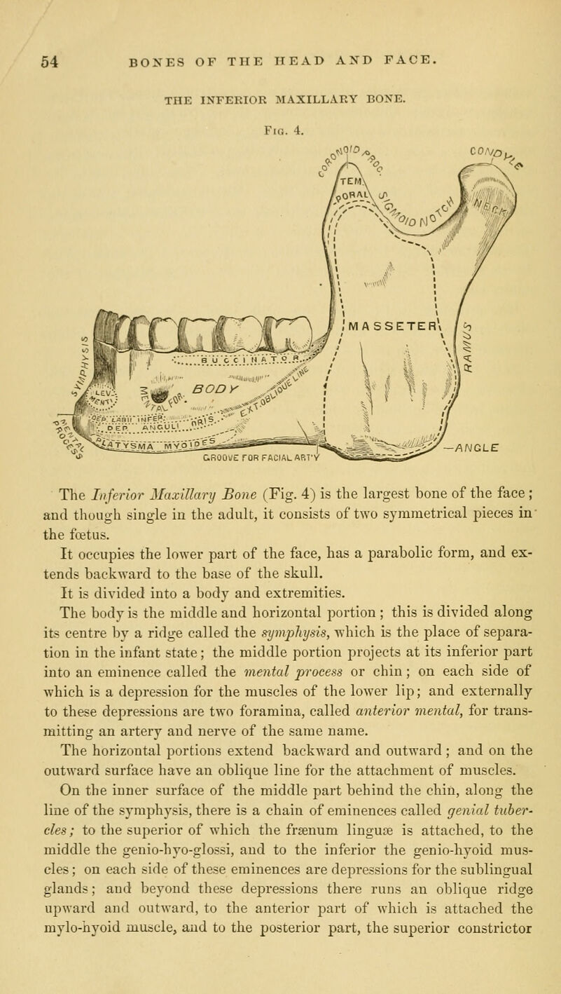 THE INFERIOR MAXILLARY BONE. Fig. 4. ^aiD, ANGLE The Inferior Maxillary Bone (Fig. 4) is the largest bone of the face ; aud though single in the adult, it consists of two symmetrical pieces in' the foetus. It occupies the lower part of the face, has a parabolic form, and ex- tends backward to the base of the skull. It is divided into a body and extremities. The body is the middle and horizontal portion ; this is divided along its centre by a ridge called the symphysis, which is the place of separa- tion in the infant state; the middle portion projects at its inferior part into an eminence called the mental process or chin; on each side of which is a depression for the muscles of the lower lip; and externally to these depressions are two foramina, called anterior mental, for trans- mitting an artery aud nerve of the same name. The horizontal portions extend backward and outward; and on the outward surface have an oblique line for the attachment of muscles. On the inner surface of the middle part behind the chin, along the line of the symphysis, there is a chain of eminences called genial tuber- cles; to the superior of which the frsenum linguse is attached, to the middle the genio-hyo-glossi, aud to the inferior the genio-hyoid mus- cles ; on each side of these eminences are depressions for the sublingual glands; and beyond these depressions there runs an oblique ridge upward and outward, to the anterior part of which is attached the mylo-hyoid muscle, aud to the posterior part, the superior constrictor