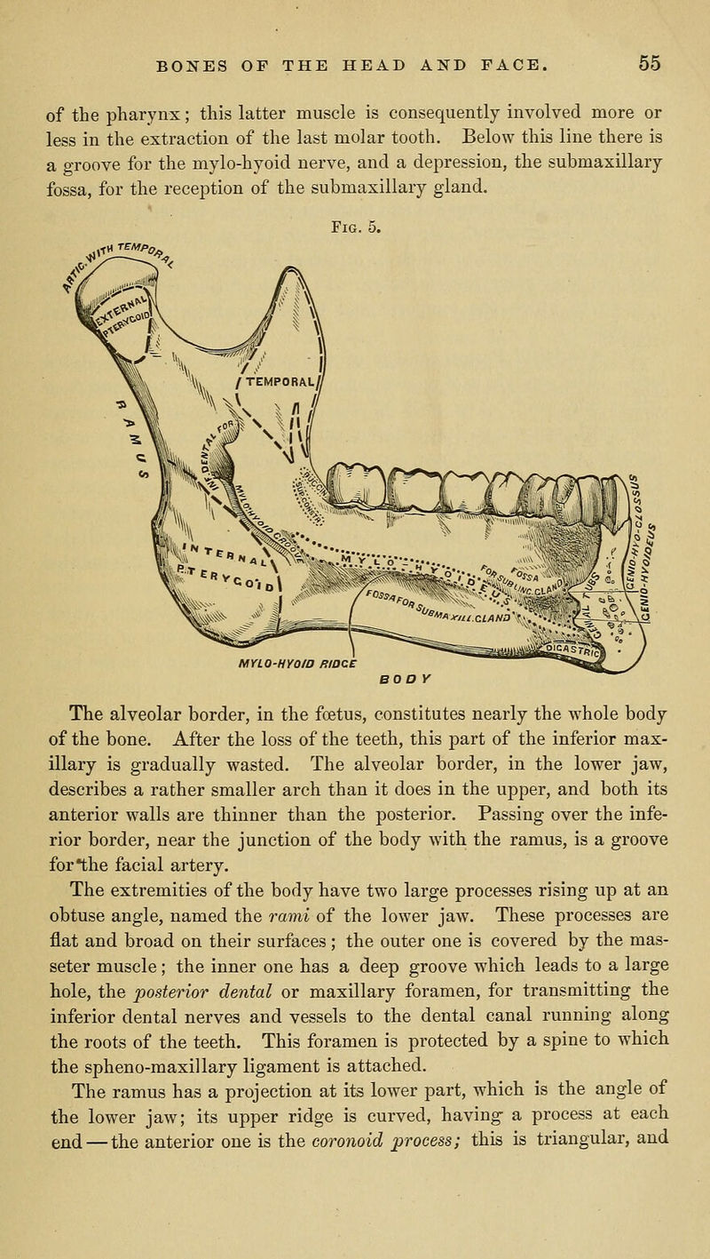 of the pharynx; this latter muscle is consequently involved more or less in the extraction of the last molar tooth. Below this line there is a groove for the mylo-hyoid nerve, and a depression, the submaxillary fossa, for the reception of the submaxillary gland. Fig. 5. ^^■^JII5^^^ The alveolar border, in the foetus, constitutes nearly the whole body of the bone. After the loss of the teeth, this part of the inferior max- illary is gradually wasted. The alveolar border, in the lower jaw, describes a rather smaller arch than it does in the upper, and both its anterior walls are thinner than the posterior. Passing over the infe- rior border, near the junction of the body with the ramus, is a groove for*the facial artery. The extremities of the body have two large processes rising up at an obtuse angle, named the rami of the lower jaw. These processes are flat and broad on their surfaces; the outer one is covered by the mas- seter muscle; the inner one has a deep groove which leads to a large hole, the posterior dental or maxillary foramen, for transmitting the inferior dental nerves and vessels to the dental canal running along the roots of the teeth. This foramen is protected by a spine to which the spheno-maxillary ligament is attached. The ramus has a projection at its lower part, which is the angle of the lower jaw; its upper ridge is curved, having a process at each end — the anterior one is the coronoid process; this is triangular, and