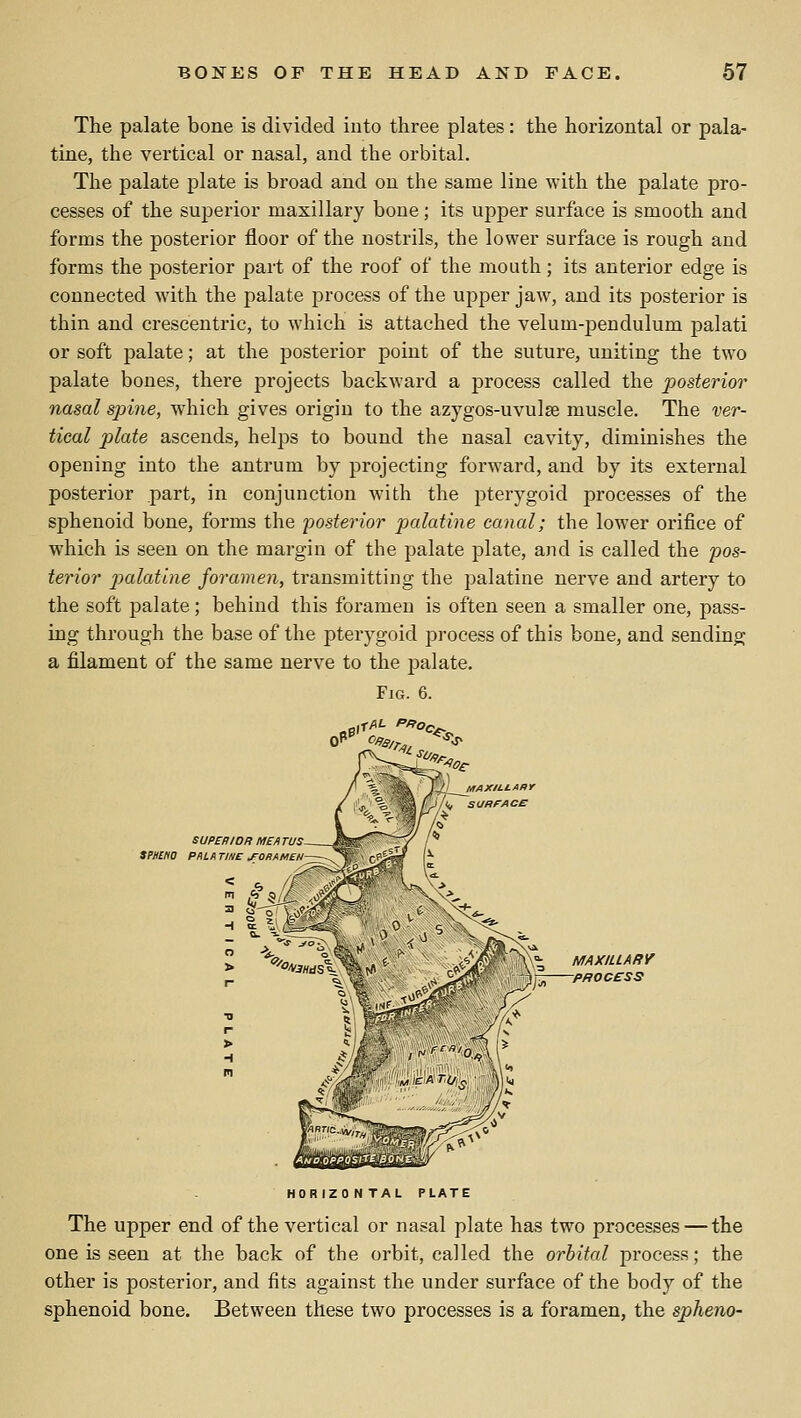 The palate bone is divided into three plates: the horizontal or pala- tine, the vertical or nasal, and the orbital. The palate plate is broad and on the same line with the palate pro- cesses of the superior maxillary bone; its upper surface is smooth and forms the posterior floor of the nostrils, the lower surface is rough and forms the posterior part of the roof of the mouth; its anterior edge is connected with the palate process of the upper jaw, and its posterior is thin and crescentric, to which is attached the velum-pendulum palati or soft palate; at the posterior point of the suture, uniting the two palate bones, there projects backward a process called the posterior nasal spine, which gives origin to the azygos-uvulse muscle. The ver- tical plate ascends, helps to bound the nasal cavity, diminishes the opening into the antrum by projecting forward, and by its external posterior part, in conjunction with the pterygoid processes of the sphenoid bone, forms the 'posterior palatine canal; the lower orifice of which is seen on the margin of the palate plate, and is called the 'pos- terior pialatine foramen, transmitting the palatine nerve and artery to the soft palate; behind this foramen is often seen a smaller one, pass- ing through the base of the pterygoid process of this bone, and sending a filament of the same nerve to the palate. Fig. 6. SUPERIOR ME A TUS. SPHCna PALA TINE J^OKAMEN MAXILLARY -PROCESS HORIZONTAL PLATE The upper end of the vertical or nasal plate has two processes — the one is seen at the back of the orbit, called the orbital process; the other is posterior, and fits against the under surface of the body of the sphenoid bone. Between these two processes is a foramen, the spheno-
