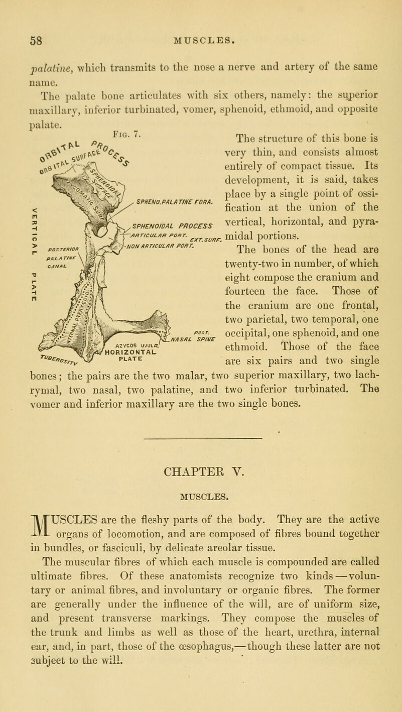 palatine, which trausraits to the nose a nerve and artery of the same name. The palate bone articulates with six others, namely: the superior maxillary, inferior turbinated, vomer, sphenoid, ethmoid, and opposite palate. '■ The structure of this bone is very thin, and consists almost entirely of compact tissue. Its development, it is said, takes place by a single point of ossi- fication at the union of the vertical, horizontal, and pyra- . midal portions. The bones of the head are twenty-two in number, of which eight compose the cranium and fourteen the face. Those of the cranium are one frontal, two parietal, two temporal, one occipital, one sphenoid, and one ethmoid. Those of the face are six pairs and two single bones; the pairs are the two malar, two superior maxillary, two lach- rymal, two nasal, two palatine, and two inferior turbinated. The vomer and inferior maxillary are the two single bones. SPHENO.PALA TIHE rORA. SPHENOIDAL PROCESS -f—/iflTICULAP PORT. \ cxT.sunr. NON AKTICUL/IR POfir. POST. NASAL SP/A/E ''aepo. AZYCOS 1. RIZONTAL PLATE CHAPTER V. MUSCLES. MUSCLES are the fleshy parts of the body. They are the active organs of locomotion, and are composed of fibres bound together in bundles, or fasciculi, by delicate areolar tissue. The muscular fibres of which each muscle is compounded are called ultimate fibres. Of these anatomists recognize two kinds — volun- tary or animal fibres, and involuntary or organic fibres. The former are generally under the influence of the will, are of uniform size, and present transverse markings. They compose the muscles of the trunk and limbs as well as those of the heart, urethra, internal ear, and, in part, those of the oesophagus,—though these latter are not subject to the will.