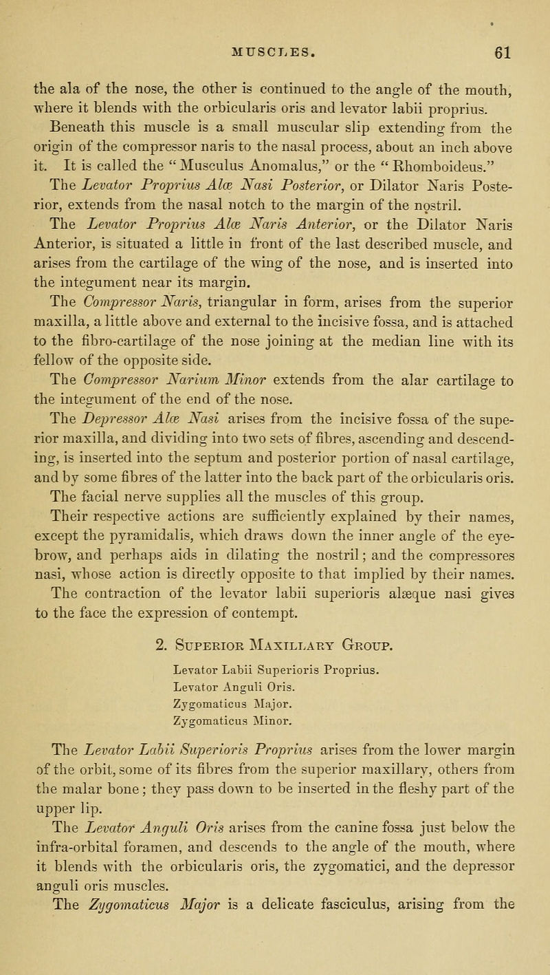the ala of the nose, the other is continued to the angle of the mouth, where it blends with the orbicularis oris and levator labii proprius. Beneath this muscle is a small muscular slip extending from the origin of the compressor naris to the nasal process, about an inch above it. It is called the Musculus Anomalus, or the  Rhomboideus. The Levator Proprius Aloe, Nasi Posterior, or Dilator K'aris Poste- rior, extends from the nasal notch to the margin of the nostril. The Levator Proprius Alee Naris Anterior, or the Dilator Naris Anterior, is situated a little in front of the last described muscle, and arises from the cartilage of the wing of the nose, and is inserted into the integument near its margin. The Compressor Naris, triangular in form, arises from the superior maxilla, a little above and external to the incisive fossa, and is attached to the fibro-cartilage of the nose joining at the median line with its fellow of the opposite side. The Compressor Narium Minor extends from the alar cartilage to the integument of the end of the nose. The Deptressor Alee Nasi arises from the incisive fossa of the supe- rior maxilla, and dividing into two sets of fibres, ascending and descend- ing, is inserted into the septum and posterior portion of nasal cartilage, and by some fibres of the latter into the back part of the orbicularis oris. The facial nerve supplies all the muscles of this group. Their respective actions are sufficiently explained by their names, except the pyramidalis, which draws down the inner angle of the eye- brow, and perhaps aids in dilating the nostril; and the compressores nasi, whose action is directly opposite to that implied by their names. The contraction of the levator labii superioris alseque nasi gives to the face the expression of contempt. 2. Superior Maxillary Group. Levator Labii Superioris Proprius. Levator Anguli Oris. Zygomaticus jNLijor. Zygomaticus Minor. The Levator Labii Superioris Proprius arises from the lower margin of the orbit, some of its fibres from the superior maxillary, others from the malar bone ; they pass down to be inserted in the fleshy part of the upper lip. The Levator Anguli Oris arises from the canine fossa just below the infra-orbital foramen, and descends to the angle of the mouth, where it blends with the orbicularis oris, the zygomatici, and the depressor anguli oris muscles. The Zygomaticus Major is a delicate fasciculus, arising from the