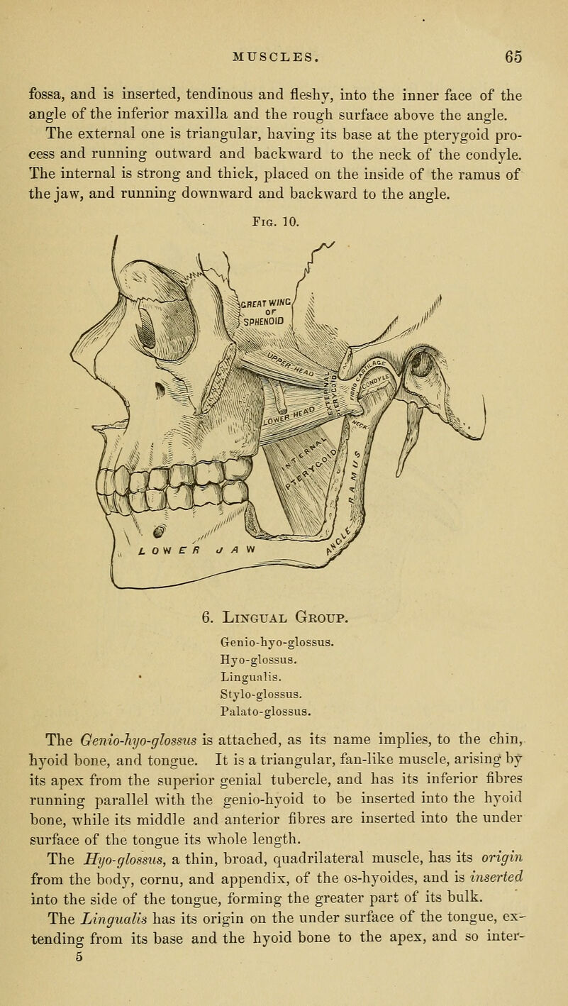 fossa, and is inserted, tendinous and fleshy, into the inner face of the angle of the inferior maxilla and the rough surface above the angle. The external one is triangular, having its base at the pterygoid pro- cess and running outward and backward to the neck of the condyle. The internal is strong and thick, placed on the inside of the ramus of the jaw, and running downward and backward to the angle. Fig. 10. 6. Lingual Group. Genio-hyo-glossus. Hyo-glossus. • Lingualis. Stylo-glossus. Palato-glossus. The Genio-hyo-giossiis is attached, as its name implies, to the chin, hyoid bone, and tongue. It is a triangular, fan-like muscle, arising by its apex from the superior genial tubercle, and has its inferior fibres running parallel with the genio-hyoid to be inserted into the hyoid bone, while its middle and anterior fibres are inserted into the under surface of the tongue its whole length. The Hyo-glossus, a thin, broad, quadrilateral muscle, has its origin from the body, cornu, and appendix, of the os-hyoides, and is inserted into the side of the tongue, forming the greater part of its bulk. The Lingualis has its origin on the under surface of the tongue, ex- tending from its base and the hyoid bone to the apex, and so inter- 5