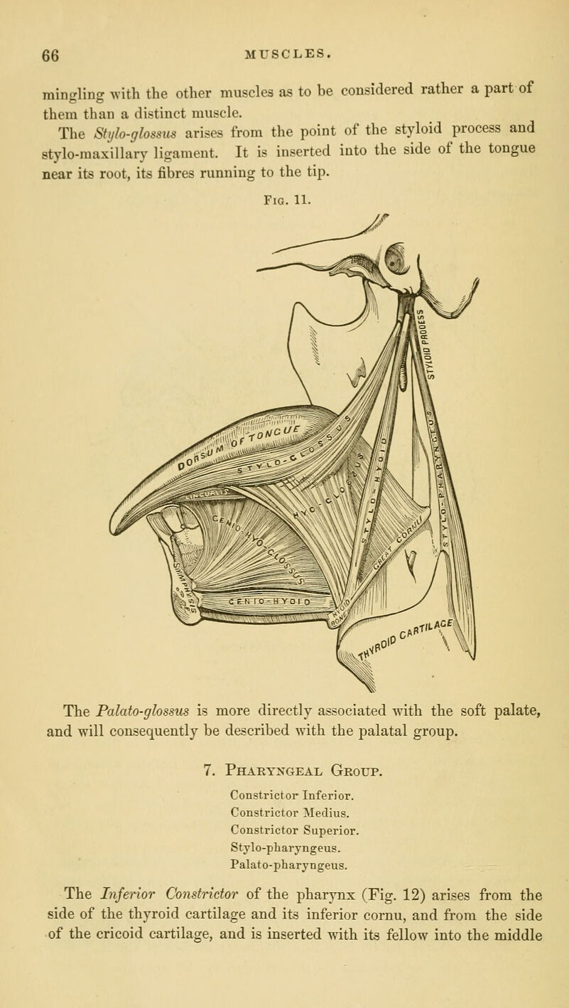 mingling with the other muscles as to be considered rather a part of them than a distinct muscle. The Sttjh-glossus arises from the point of the styloid process and stylo-maxillary ligament. It is inserted into the side of the tongue near its root, its fibres running to the tip. Fig. 11. The Palato-glossus is more directly associated with the soft palate, and will consequently be described with the palatal group. 7. Pharyngeal Group. Constrictor Inferior. Constrictor Medius. Constrictor Superior. Stylo-pharyngeus. Palat o-pharyngeus. The Inferior Constrictor of the pharynx (Fig. 12) arises from the side of the thyroid cartilage and its inferior cornu, and from the side of the cricoid cartilage, and is inserted with its fellow into the middle