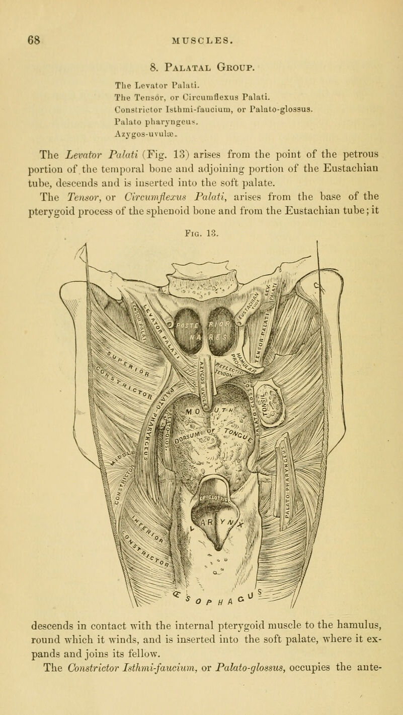 8. Palatal Group. The Levator Palali. Tlie Tensor, or Circuniflexus Palati. Constrictor Isthmi-faucium, or Palato-glossus. Palato pharyngeus. Azygos-uvuUc. The Levator Palati (Fig. 13) arises from the point of the petrous portion of the temporal bone and adjoining portion of the Eustachian tube, descends and is inserted into the soft palate. The Temor, or Circumjiexus Palati, arises from the base of the pterygoid process of the sphenoid bone and from the Eustachian tube; it Fig. 13. descends in contact with the internal pterygoid muscle to the hamulus, round which it winds, and is inserted into the soft palate, where it ex- pands and joins its fellow. The Constrictor Isthmi-faucium, or Palato-glossus, occupies the ante-