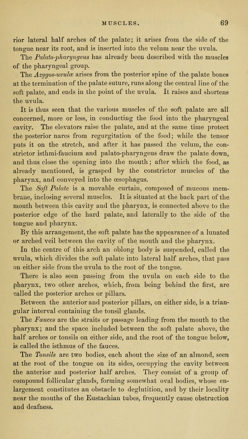 rior lateral half arches of the palate; it arises from the side of the tongue near its root, and is inserted into the velum near the uvula. The Palato-pharyngeus has already been described with the muscles of the pharyngeal group. The Azygos-uvulce arises from the posterior spine of the palate bones at the termination of the palate suture, runs along the central line of the soft palate, and ends in the point of the uvula. It raises and shortens the uvula. It is thus seen that the various muscles of the soft palate are all concerned, more or less, in conducting the food into the pharyngeal cavity. The elevators raise the palate, and at the same time protect the posterior nares from regurgitation of the food; while the tensor puts it on the stretch, and after it has passed the velum, the con- strictor isthmi-faucium and palato-pharyngeus draw the palate down, and thus close the opening into the mouth; after which the food, as already mentioned, is grasped by the constri<3tor muscles of the pharynx, and conveyed into the cesophagus. The Soft Palate is a movable curtain, composed of mucous mem- brane, inclosing several muscles. It is situated at the back part of the mouth between this cavity and the pharynx, is connected above to the posterior edge of the hard palate, and laterally to the side of the tongue and pharynx. By this arrangement, the soft palate has the appearance of a lunated or arched veil between the cavity of the mouth and the pharynx. In the centre of this arch an oblong body is suspended, called the uvula, which divides the soft palate into lateral half arches, that pass on either side from the uvula to the root of the tongue. There is also seen passing from the uvula on each side to the pharynx, two other arches, which, from being behind the first, are called the posterior arches or pillars. Between the anterior and posterior pillars, on either side, is a trian- gular interval containing the tonsil glands. The Fauces are the straits or passage leading from the mouth to the pharynx; and the space included between the soft palate above, the half arches or tonsils on either side, and the root of the tongue below, is called the isthmus of the fauces. The Tonsils are two bodies, each about the size of an almond, seen at the root of the tongue on its sides, occupying the cavity between the anterior and posterior half arches. They consist of a group of compound follicular glands, forming somewhat oval bodies, whose en- largement constitutes an obstacle to deglutition, and by their locality near the mouths of the Eustachian tubes, frequently cause obstruction and deafness.