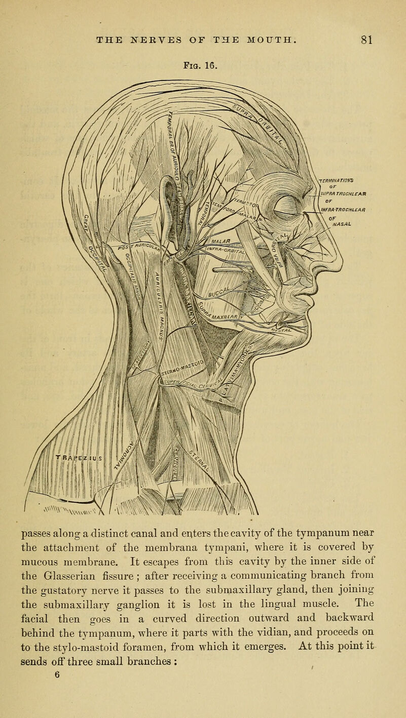 Fia. 16. UPRRTFIOCHLEAn OF mFBATPOCHL£Af> F NASAL passes along a distinct canal and enters the cavity of the tympanum near the attachment of the membrana tympani, where it is covered by mucous membrane. It escapes from this cavity by the inner side of the Glasserian fissure ; after receiving a communicating branch from the gustatory nerve it passes to the submaxillary gland, then joining the submaxillary ganglion it is lost in the lingual muscle. The facial then goes in a curved direction outward and backward behind the tympanum, where it parts with the vidian, and proceeds on to the stylo-mastoid foramen, from which it emerges. At this point it sends off three small branches : 6