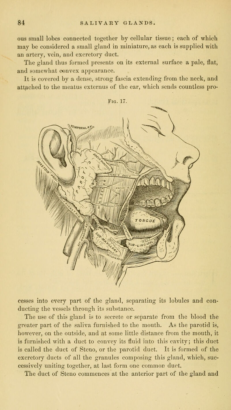 ous small lobes connected together by cellular tissue; each of which may be considered a small glund in miniature, as each is supplied with an artery, vein, and excretory duct. The gland thus formed presents on its external surface a pale, flat, and somewhat convex appearance. It is covered by a dense, strong fascia extending from the neck, and attached to the meatus externus of the ear, which sends countless pro- FiG. 17. cesses into every part of the gland, separating its lobules and con- ducting the vessels through its substance. The use of this gland is to secrete or separate from the blood the greater part of the saliva furnished to the mouth. As the parotid is, however, on the outside, and at some little distance from the mouth, it is furnished with a duct to convey its fluid into this cavity; this duct is called the duct of Steno, or the parotid duct. It is formed of the excretory ducts of all the granules composing this gland, which, suc- cessively uniting together, at last form one common duct. The duct of Steno commences at the anterior part of the gland and