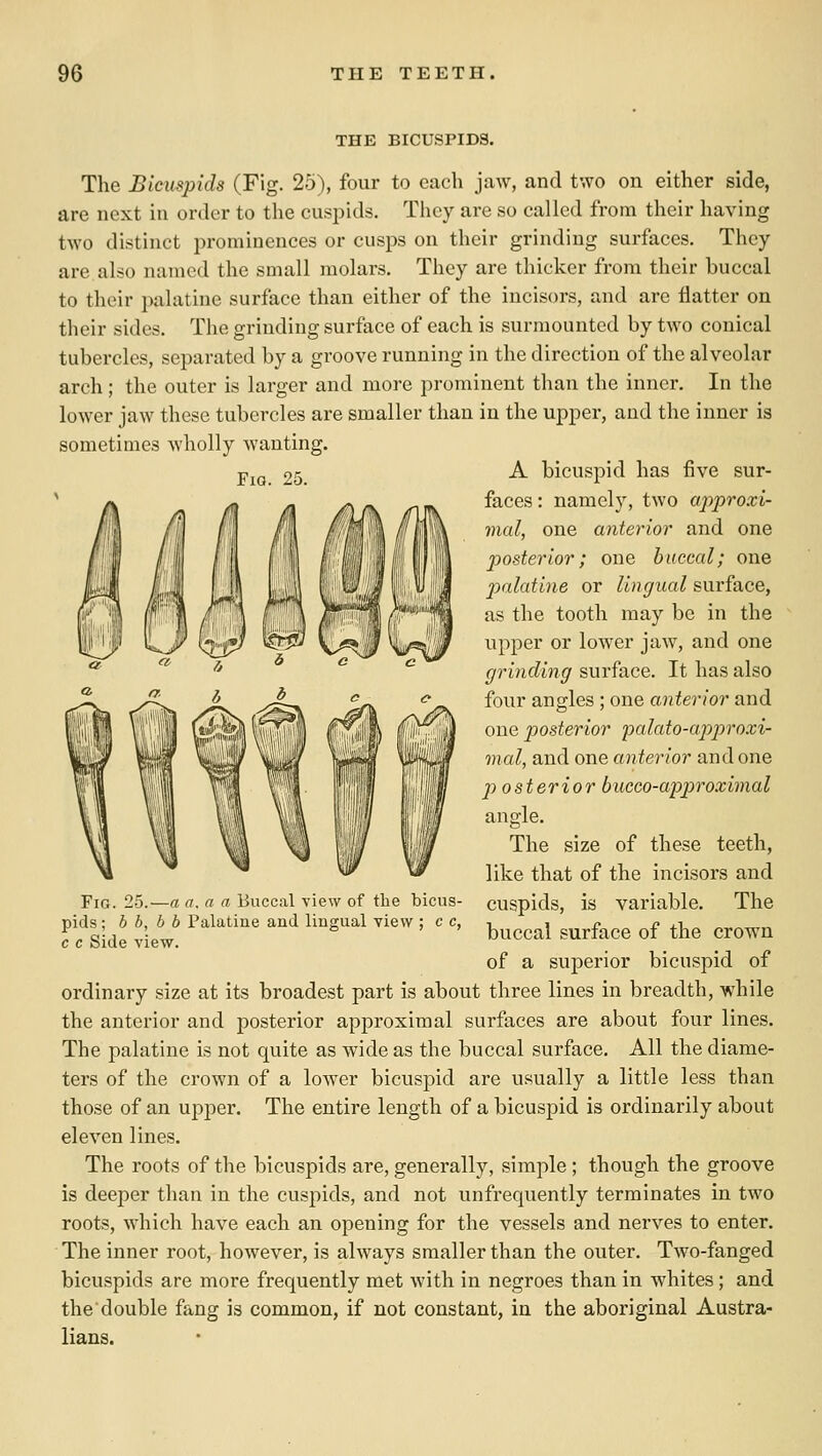 THE BICUSPIDS. The Bicuspids (Fig. 25), four to each jaw, and two on either side, are next in order to the cuspids. They are so called from their having two distinct jM-ominences or cusps on their grinding surfaces. They are also named the small molars. They are thicker from their buccal to their palatine surface than either of the incisors, and are flatter on their sides. The grinding surface of each is surmounted by two conical tubercles, separated by a groove running in the direction of the alveolar arch; the outer is larger and more prominent than the inner. In the lower jaw these tubercles are smaller than in the upper, and the inner is sometimes wholly wanting. A bicuspid has five sur- faces : namely, two approxi- mal, one anterior and one posterior; one buccal; one jialatine or lingual surface, as the tooth may be in the upper or lower jaw, and one grinding surface. It has also four angles ; one anterior and one posterior palato-apjyroxi- mal, and one anterior and one J) osterior bucco-app>roximal angle. The size of these teeth, like that of the incisors and cuspids, is variable. The buccal surface of the crown of a superior bicuspid of ordinary size at its broadest part is about three lines in breadth, while the anterior and posterior approximal surfaces are about four lines. The palatine is not quite as wide as the buccal surface. All the diame- ters of the crown of a lower bicuspid are usually a little less than those of an upper. The entire length of a bicuspid is ordinarily about eleven lines. The roots of the bicuspids are, generally, simple ; though the groove is deeper than in the cuspids, and not unfrequently terminates in two roots, which have each an opening for the vessels and nerves to enter. The inner root, however, is always smaller than the outer. Two-fanged bicuspids are more frequently met with in negroes than in whites; and the double fang is common, if not constant, in the aboriginal Austra- lians. Fig. 25.—a a. a a Buccal view of the bicus- pids ; b b, b b Palatine and lingual view ; c c, c c Side view.