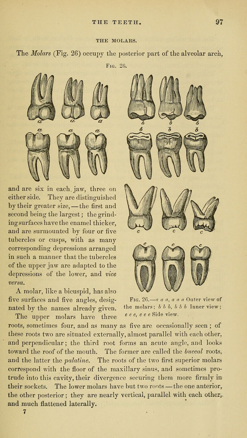 THE MOLARS. The Molars (Fig. 26) occupy the posterior part of the alveolar arch. Fig. 26. and are six in each, jaw, three on either side. They are distinguished by their greater size,—the first and second being the largest; the grind- ing surfaces have the enamel thicker, and are surmounted by four or five tubercles or cusps, with as many corresponding depressions arranged in such a manner that the tubercles of the upper jaw are adapted to the depressions of the lower, and vice versa. A molar, like a bicuspid, has also five surfaces and five angles, desig- nated by the names already given. The upper molars have three roots, sometimes four, and as many as five are occasionally seen ; of these roots two are situated externally, almost parallel with each other, and perpendicular; the third root forms an acute angle, and looks toward the roof of the mouth. The former are called the buccal roots, and the latter the palatine. The roots of the two first superior molars correspond with the floor of the maxillary sinus, and sometimes pro- trude into this cavity, their divergence securing them more firmly in their sockets. The lower molars have but two roots —the one anterior, the other posterior; they are nearly vertical, parallel with each other^ and much flattened laterally. Fig. 26.—a a a, a a a Outer view of the molars; h h h, b b b Inner view; c c c, c e c Side view.