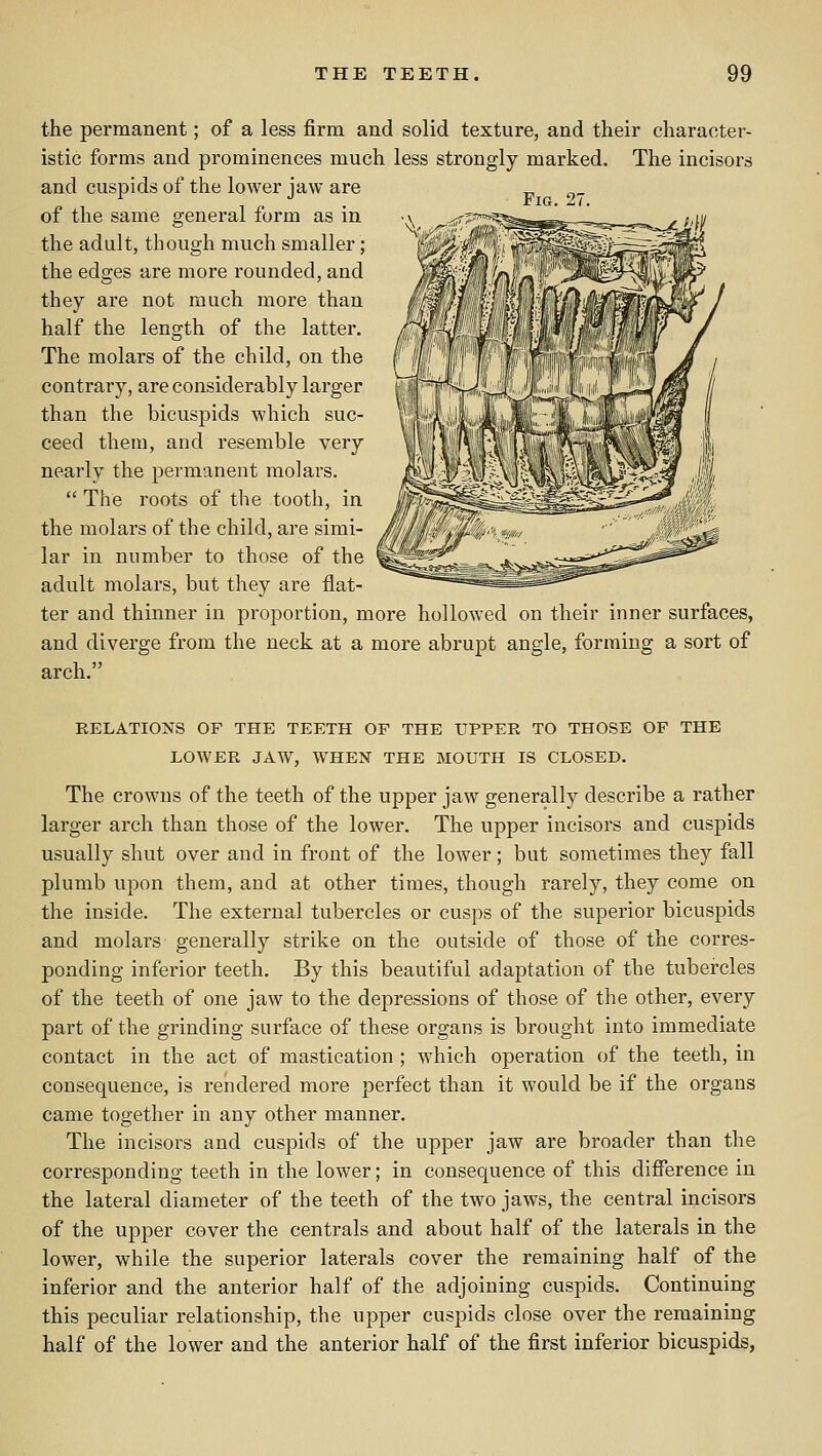 the permanent; of a less firm and solid texture, and their character- istic forms and prominences much less strongly marked. The incisors and cuspids of the lower jaw are of the same general form as in the adult, though much smaller; the edges are more rounded, and they are not much more than half the length of the latter. The molars of the child, on the contrary, are considerably larger than the bicuspids which suc- ceed thera, and resemble very nearly the permanent molars.  The roots of the tooth, in the molars of the child, are simi- lar in number to those of the adult molars, but they are flat- ter and thinner in proportion, more hollowed on their inner surfaces, and diverge from the neck at a more abrupt angle, forming a sort of arch. RELATIONS OF THE TEETH OF THE UPPER TO THOSE OF THE LOWER JAW, WHEN THE MOUTH IS CLOSED. The crowns of the teeth of the upper jaw generally describe a rather larger arch than those of the lower. The upper incisors and cuspids usually shut over and in front of the lower; but sometimes they fall plumb upon them, and at other times, though rarely, they come on the inside. The external tubercles or cusps of the superior bicuspids and molars generally strike on the outside of those of the corres- ponding inferior teeth. By this beautiful adaptation of the tubercles of the teeth of one jaw to the depressions of those of the other, every part of the grinding surface of these organs is brought into immediate contact in the act of mastication ; which operation of the teeth, in consequence, is rendered more perfect than it would be if the organs came together in any other manner. The incisors and cuspids of the upper jaw are broader than the corresponding teeth in the lower; in consequence of this difference in the lateral diameter of the teeth of the two jaws, the central incisors of the upper cover the centrals and about half of the laterals in the lower, while the superior laterals cover the remaining half of the inferior and the anterior half of the adjoining cuspids. Continuing this peculiar relationship, the upper cuspids close over the remaining half of the lower and the anterior half of the first inferior bicuspids,
