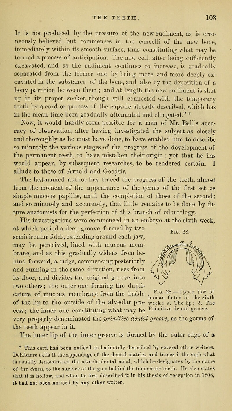 It is not produced by the pressure of the new rudiment, as is erro- neously believed, but commences in the cancelli of the new bone, immediately within its smooth surface, thus constituting what may be termed a process of anticipation. The new cell, after being sufficiently excavated, and as the rudiment continues to increase, is gradually separated from the former one by being more and more deeply ex- cavated in the substance of the bone, and also by the deposition of a bony partition between them ; and at length the new rudiment is shut up in its proper socket, though still connected with the temporary tooth by a cord or process of the capsule already described, which has in the mean time been gradually attenuated and elongated. * Now, it would hardly seem possible for a man of Mr. Bell's accu- racy of observation, after having investigated the subject as closely and thoroughly as he must have done, to have enabled him to describe so minutely the various stages of the progress of the development of the permanent teeth, to have mistaken their origin; yet that he has would appear, by subsequent researches, to be rendered certain. I allude to those of Arnold and Goodsir. The last-named author has traced the progress of the teeth, almost from the moment of the appearance of the germs of the first set, as simple mucous papillse, until the completion of those of the second; and so minutely and accurately, that little remains to be done by fu- ture anatomists for the perfection of this branch of odontology. His investigations were commenced in an embryo at the sixth week, at which period a deep groove, formed by two „ semicircular folds, extending around each jaw, may be perceived, lined with mucous mem- brane, and as this gradually widens from be- hind forward, a ridge, commencing posteriorly and running in the same direction, rises from its floor, and divides the original groove into two others; the outer one forming the dupli- cature of mucous membrane from the inside , *^' y'T^^^!!^^^^ ?u human foetus at the sixth of the lip to the outside of the alveolar pro- week; a. The lip; b, The cess ; the inner one constituting what may be Primitive dental groove. very properly denominated the primitive dental groove, as the germs of the teeth appear in it. The inner lip of the inner groove is formed by the outer edge of a * This cord has been noticed and minutely described by several other writers. Delabarre calls it the appendage of the dental matrix, and traces it through what is usually denominated the alveolo-dental canal, which he designates by the name of iter dentis, to the surface of the gum behind the temporary teeth. He also states that it is hollow, and when he first described it in his thesis of reception in 1806, it had not been noticed by any other writer.