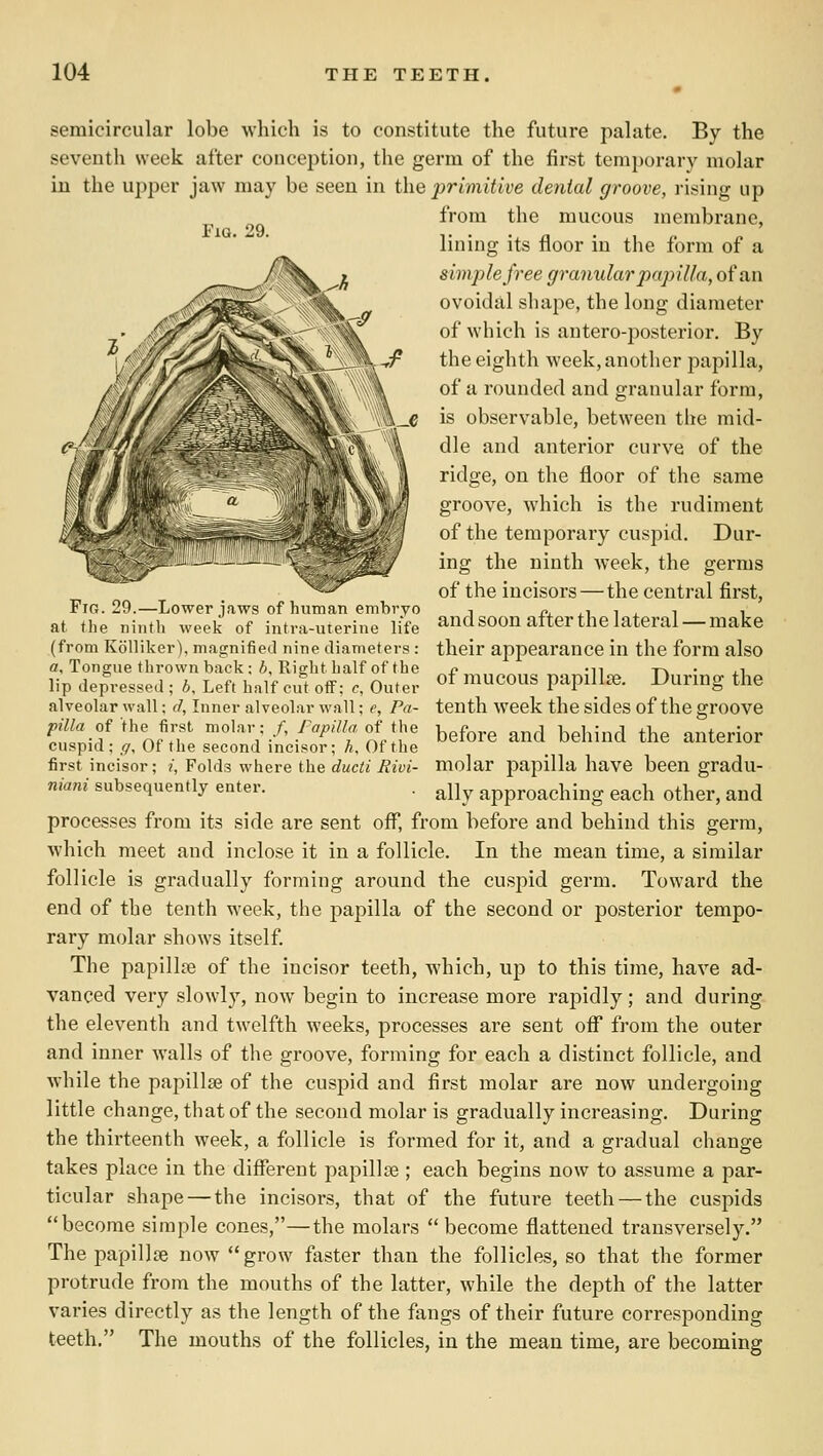 Fig. 29. semicircular lobe which is to constitute the future palate. By the seventh week after conception, the germ of the first temporary molar in the upper jaw may be seen in tlie primitive denial groove, rising up from the mucous membrane, lining its floor in the form of a simple free granular papilla, of an ovoidal sluipe, the long diameter of which is antero-posterior. By the eighth week, another papilla, of a rounded and granular form, is observable, between the mid- dle and anterior curve of the ridge, on the floor of the same groove, which is the rudiment of the temporary cuspid. Dur- ing the ninth week, the germs of the incisors—the central first, and soon after the lateral — make their appearance in the form also of mucous papillffi. During the tenth week the sides of the groove before and behind the anterior molar papilla have been gradu- FiG. 29.—Lower jaws of human embryo at. the ninth week of intra-uterine life (from Kolliker), magnified nine diameters : a. Tongue thrown back: f). Right half of the lip depressed ; b. Left half cut off; c, Outer alveolar wall: d. Inner alveolar wall; e, Pa- pilla of the first molar; /, fapilla of the cuspid; g. Of the second incisor; h. Of the first incisor; i. Folds where the ducti Rivi- niani subsequently enter. • ally approaching each other, and processes from its side are sent off, from before and behind this germ, which meet and inclose it in a follicle. In the mean time, a similar follicle is gradually forming around the cuspid germ. Toward the end of the tenth week, the papilla of the second or posterior tempo- rary molar shows itself The papillae of the incisor teeth, which, uj) to this time, have ad- vanced very slowly, now begin to increase more rapidly; and during the eleventh and twelfth weeks, processes are sent off from the outer and inner walls of the groove, forming for each a distinct follicle, and while the papillae of the cuspid and first molar are now undergoing little change, that of the second molar is gradually increasing. During the thirteenth week, a follicle is formed for it, and a gradual change takes place in the different papillae ; each begins now to assume a par- ticular shape—the incisors, that of the future teeth — the cuspids become simple cones,—the molars become flattened transversely. The papillae now grow faster than the follicles, so that the former protrude from the mouths of the latter, while the depth of the latter varies directly as the length of the fangs of their future corresponding teeth. The mouths of the follicles, in the mean time, are becoming