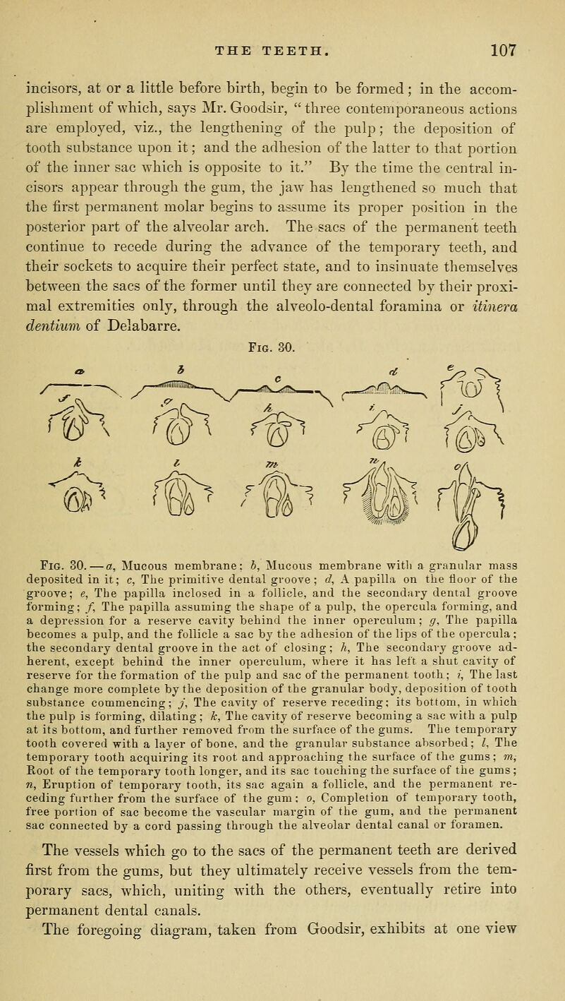 incisors, at or a little before birth, begin to be formed; in the accom- plishment of which, says Mr. Goodsir,  three contemporaoeous actions are employed, viz., the lengthening of the pulp; the deposition of tooth substance upon it; and the adhesion of the latter to that portion of the inner sac which is opposite to it. By the time the central in- cisors appear through the gum, the jaw has lengthened so much that the first permanent molar begins to assume its proper position in the posterior part of the alveolar arch. The sacs of the permanent teeth continue to recede during the advance of the temporary teeth, and their sockets to acquire their perfect state, and to insinuate themselves between the sacs of the former until they are connected by their proxi- mal extremities only, through the alveolo-dental foramina or itinera dentium of Delabarre. Fig. 30. Fig. 30.—a. Mucous membrane; h, Mucous membrane with a granular mass deposited in it; c, The primitive dental gi-oove ; d, A papilla on the floor of the groove; e, The papilla inclosed in a follicle, and the secondary dental groove forming; /, The papilla assuming the shape of a pulp, the opercula forming, and a depression for a reserve cavity behind the inner operculum ; g. The papilla becomes a pulp, and the follicle a sac by the adhesion of the lips of the opercula; the secondary dental groove in the act of closing; h, The secondary groove ad- herent, except behind the inner operculum, where it has left a shut cavity of reserve for the formation of the pulp and sac of the permanent tooth ; i, The last change more complete by the deposition of the granular body, deposition of tooth substance commencing; j, The cavity of reserve receding; its bottom, in which the pulp is forming, dilating ; k, The cavity of reserve becoming a sac with a pulp at its bottom, and further removed from the surface of the gums. The temporary tooth covered with a layer of bone, and the granular substance absorbed; I, The temporary tooth acquiring its root and approaching the surface of the gums; m, Root of the temporary tooth longer, and its sac touching the surface of the gums; n, Eruption of temporary tooth, its sac again a follicle, and the permanent re- ceding further from the surface of the gum: o, Completion of temporary tooth, free portion of sac become the vascular margin of the gum, and the permanent sac connected by a cord passing through the alveolar dental canal or foramen. The vessels which go to the sacs of the permanent teeth are derived first from the gums, but they ultimately receive vessels from the tem- porary sacs, which, uniting with the others, eventually retire into permanent dental canals. The foregoing diagram, taken from Goodsir, exhibits at one view
