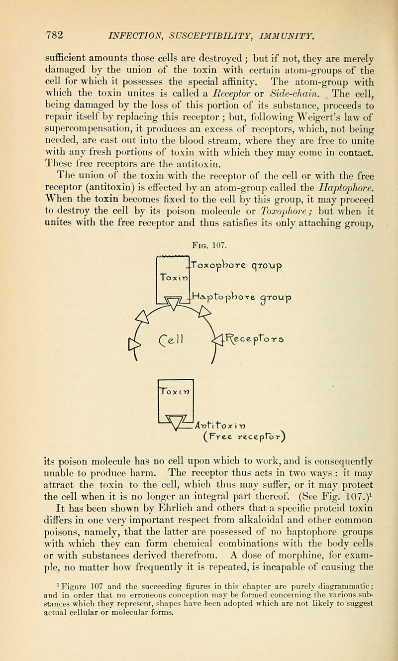 sufficient amounts those cells are destroyed ; but if not, they are merely damaged by the union of the toxin with certain atom-groups of the cell for which it possesses the special affinity. The atom-group with which the toxin unites is called a Receptor or Side-chain. The cell, being damaged by the loss of this portion of its substance, proceeds to repair itself by replacing this receptor ; but, following Weigert's law of supercompensation, it produces an excess of receptors, which, not being needed, are cast out into the blood stream, where they are free to unite with any fresh portions of toxin with which they may come in contact. These free receptors are the antitoxin. The union of the toxin with the receptor of the cell or with the free receptor (antitoxin) is effected by an atom-group called the Haptophore. When the toxin becomes fixed to the cell bj- this group, it may proceed to destroy the cell by its poison molecule or Toxophore; but when it unites with the free receptor and thus satisfies its only attaching group, Fig. 107. ..ToxopWore qToxip HaLptbpnoYe qroup pro-: lepToT^ its poison molecule has no cell upon which to work, and is consequently unable to produce harm. The receptor thus acts in two ways : it may attract the toxin to the cell, which thus may suffer, or it may protect the cell when it is no longer an integral part thereof. (See Fig. 107.)^ It has been shown by Ehrlich and others that a specific proteid toxin differs in one very important respect from alkaloidal and other common poisons, namely, that the latter are possessed of no haptophore groups with which they can form chemical combinations with the body cells or with substances derived therefrom. A dose of morj)hine, for exam- ple, no matter how frequently it is repeated, is incapable of causing the ' Figure 107 and the succeeding figures in this chapter are purely diagrammatic; and in order tliat no erroneous conception may be formed concerning the various .sub- stances which they represent, sliapes liave been adopted which are not likely to suggest actual cellular or molecular forms.