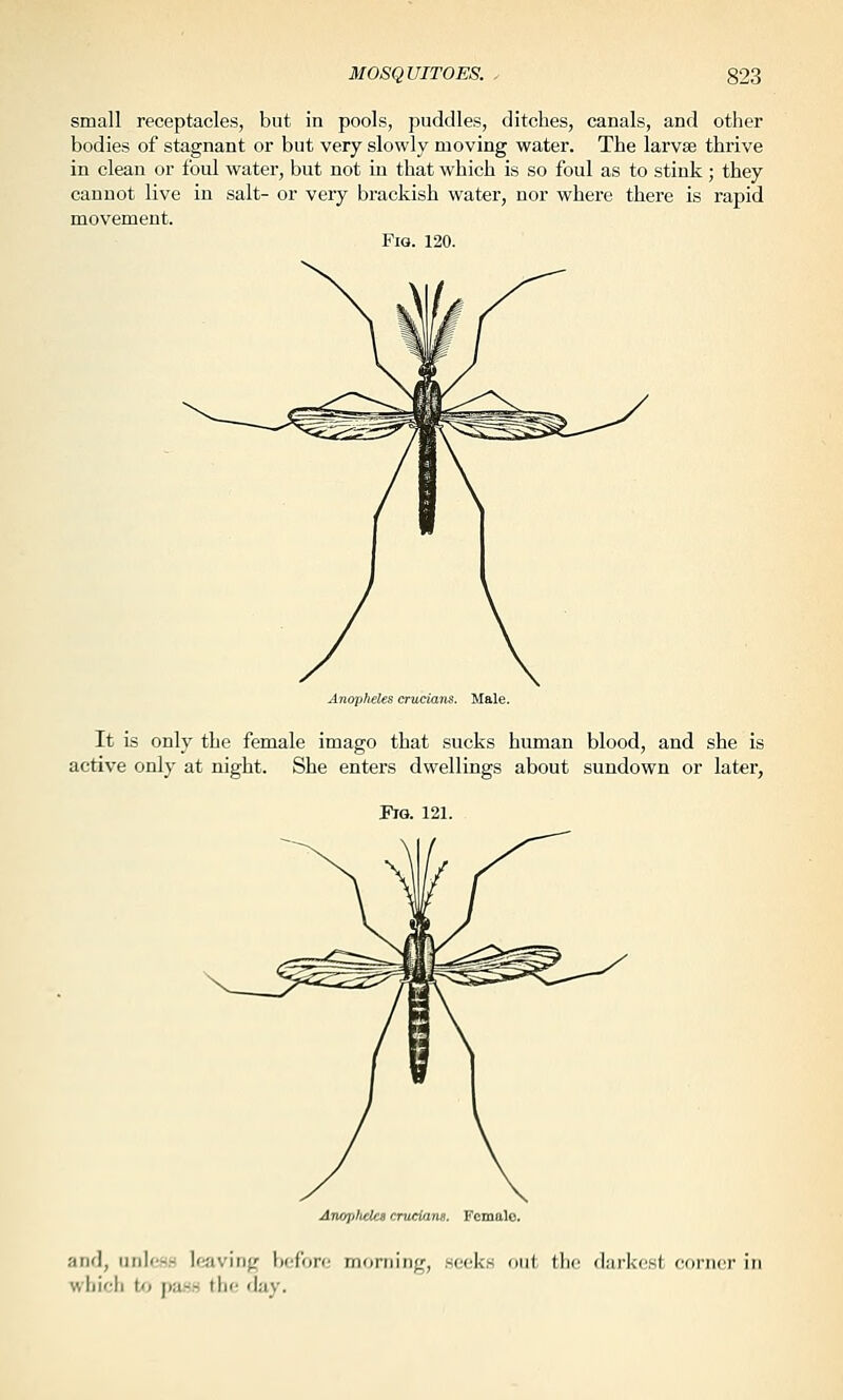 small receptacles, but in pools, puddles, ditches, canals, and other bodies of stagnant or but very slowly moving water. The larvse thrive in clean or foul water, but not m that which is so foul as to stink; they cannot live in salt- or very brackish water, nor where there is rapid movement. Fig. 120. Anopheles crucians. Male. It is only the female imago that sucks human blood, and she is active only at night. She enters dwellings about sundown or later, Fig. 121. ATWjtIiclcs crueifim. Female. and, unless Icavinj^ before morning, seeks oii( (he darkest corner in which t<< j)as.s the day.