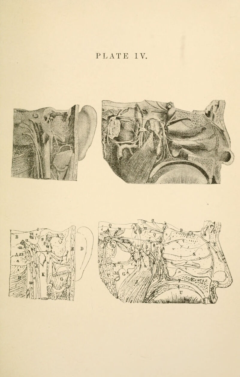 PLATE IV. .. *tm.