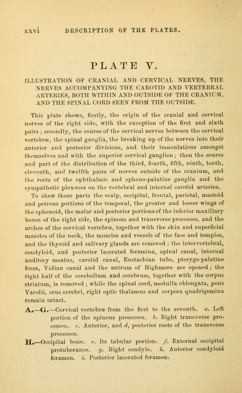 PLATE Y. ILLUSTRATION OF CRANIAL AND CERVICAL NERVES, THE NERVES ACCOMPANYING THE CAROTID AND VERTEBRAL ARTERIES, BOTH WITHIN AND OUTSIDE OF THE CRANIUM, AND THE SPINAL CORD SEEN FROM THE OUTSIDE. This plate shows, firstly, the origin of the cranial and cervical nerves of the right side, with the exception of the first and sixth pairs ; secondly, the course of the cervical nerves between the cervical vertebrae, the spinal ganglia, the breaking up of the nerves into their anterior and posterior divisions, and their inosculations amongst themselves and with the superior cervical ganglion ; then the course and part of the distribution of the third, fourth, fifth, ninth, tenth, eleventh, and twelfth pairs of nerves outside of the cranium, and the roots of the ophthalmic and spheno-palatine ganglia and the sympathetic plexuses on the vertebral and internal carotid arteries. To show these parts the scalp, occipital, frontal, parietal, mastoid and petrous portions of the temporal, the greater and lesser wings of the sphenoid, the malar and posterior portions of the inferior maxillary bones of the right side, the spinous and transverse processes, and the arches of the cervical vertebrae, together with the skin and superficial muscles of the neck, the muscles and vessels of the face and temples, and the thyroid and salivary glands are removed ; the intervertebral, condyloid, and posterior lacerated foramina, spinal canal, internal auditory meatus, carotid canal, Eustachian tube, pterygo-palatine fossa, Vidian canal and the antrum of Highmore are opened ; the right half of the cerebellum and cerebrum, together with the corpus striatum, is removed ; while the spinal cord, medulla oblongata, pons Varolii, crus cerebri, right optic thalamus and corpora quadrigemina remain intact. A.—G.—Cervical vertebrae from the first to the seventh, a. Left portion of the spinous processes, b. Right transverse pro- cesses, c. Anterior, and d, posterior roots of the transverse processes. JJ.—Occipital bone. e. Its tabular portion. /. External occipital protuberance, g. Right condyle, h. Anterior condyloid foramen, i. Posterior lacerated foramen.