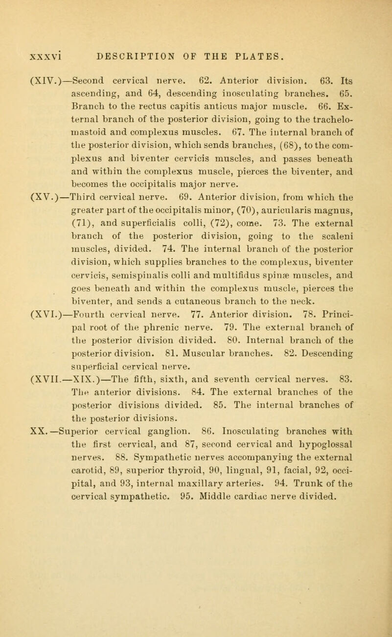 (XIV.)—Second cervical nerve. 62. Anterior division. 63. Its ascending, and 64, descending inosculating branches. 65. Branch to the rectus capitis anticus major muscle. 66. Ex- ternal branch of the posterior division, going to the trachelo- mastoid and complexus muscles. 67. The internal branch of the posterior division, which sends brauches, (68), to the com- plexus and biventer cervicis muscles, and passes beneath and within the complexus muscle, pierces the biventer, and becomes the occipitalis major nerve. (XV.)—Third cervical nerve. 69. Anterior division, from which the greater part of the occipitalis minor, (70), auricularis magnus, (71), and superlicialis colli, (72), come. 73. The external branch of the posterior division, going to the scaleni muscles, divided. 74. The internal branch of the posterior division, which supplies branches to the complexus, biventer cervicis, semispinalis colli and multifidus spinje muscles, and goes beneath and within the complexus muscle, pierces the biventer, and sends a cutaneous branch to the neck. (XVI.)—Fourth cervical nerve. 77. Anterior division. 78. Princi- pal root of the phrenic nerve. 79. The external branch of the posterior division divided. 80. Internal branch of the posterior division. 81. Muscular branches. 82. Descending superficial cervical nerve. (XVII.—XIX.)—The fifth, sixth, and seventh cervical nerves. 83. The anterior divisions. 84. The external branches of the posterior divisions divided. 85. The internal branches of the posterior divisions. XX. —Superior cervical ganglion. 86. Inosculating branches with the first cervical, and 87, second cervical and hypoglossal nerves. 88. Sympathetic nerves accompanying the external carotid, 89, superior thyroid, 90, lingual, 91, facial, 92, occi- pital, and 93, internal maxillary arteries. 94. Trunk of the cervical sympathetic. 95. Middle cardiac nerve divided.