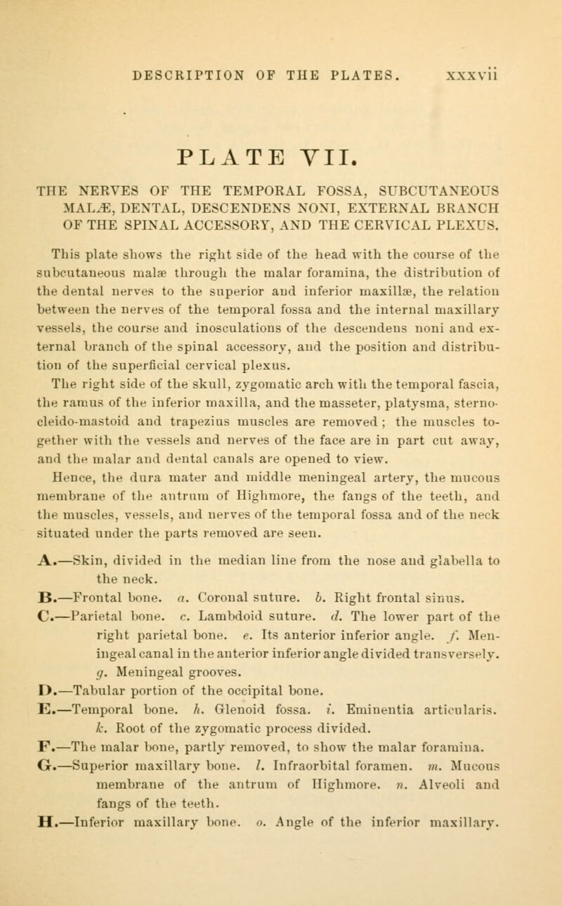 PLATE VII. THE NERVES OF THE TEMPORAL FOSSA, SUBCUTANEOUS MAL.E, DENTAL, DE8CENDENS NONI, EXTERNAL BRANCH OF THE SPINAL ACCESSORY, AND THE CERVICAL PLEXUS. This plate shows the right side of the head with the course of the subcutaneous mala? through the malar foramina, the distribution of the dental nerves to the superior and inferior maxillae, the relation between the nerves of the temporal fossa and the internal maxillary vessels, the course and inosculations of the descendens noni and ex- ternal branch of the spinal accessory, and the position and distribu- tion of the superficial cervical plexus. The right side of the skull, zygomatic arch with the temporal fascia, the ramus of the inferior maxilla, and the masseter, platysma, sterno- cleido-mastoid and trapezius muscles are removed ; the muscles to- gether with the vessels and nerves of the face are in part cut away, and the malar and dental canals are opened to view. Hence, the dura mater and middle meningeal artery, the mucous membrane of the antrum of Highmore, the fangs of the teeth, and the muscles, vessels, and nerves of the temporal fossa and of the neck situated under the parts removed are seen. A.—Skin, divided in the median line from the nose and glabella to the neck. B.—Frontal bone. a. Coronal suture, b. Right frontal sinus. C.—Parietal bone. c. Lambdoid suture, d. The lower part of the right parietal bone. e. Its anterior inferior angle, f. Men- ingeal canal in the anterior inferior angle divided transversely. g. Meningeal grooves. D.—Tabular portion of the occipital bone. E.—Temporal bone. h. Glenoid fossa, i. Eminentia articularis. 1c. Root of the zygomatic process divided. F.—The malar bone, partly removed, to show the malar foramina. G.—Superior maxillary bone. I. Infraorbital foramen, m. Mucous membrane of the antrum of Highmore. n. Alveoli and fangs of the teeth. H.—Inferior maxillary bone. o. Angle of the inferior maxillary.