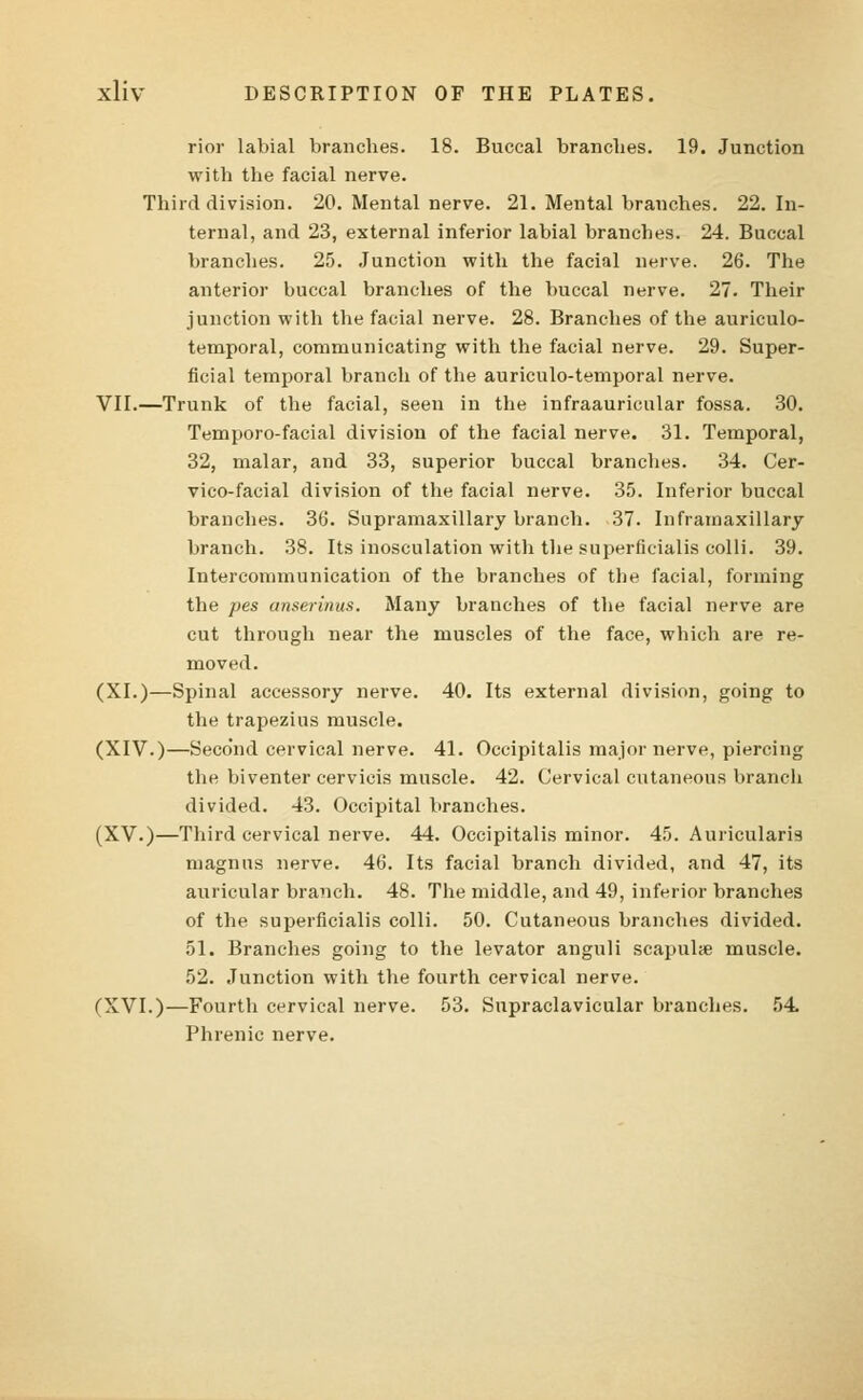rior labial branches. 18. Buccal branches. 19. Junction with the facial nerve. Third division. 20. Mental nerve. 21. Mental branches. 22. In- ternal, and 23, external inferior labial branches. 24. Buccal branches. 25. Junction with the facial nerve. 26. The anterior buccal branches of the buccal nerve. 27. Their junction with the facial nerve. 28. Branches of the auriculo- temporal, communicating with the facial nerve. 29. Super- ficial temporal branch of the auriculo-temporal nerve. VII.—Trunk of the facial, seen in the infraauricular fossa. 30. Temporo-facial division of the facial nerve. 31. Temporal, 32, malar, and 33, superior buccal branches. 34. Cer- vicofacial division of the facial nerve. 35. Inferior buccal branches. 36. Supramaxillary branch. 37. Inframaxillary branch. 38. Its inosculation with the superficialis colli. 39. Intercommunication of the branches of the facial, forming the pes anserinus. Many branches of the facial nerve are cut through near the muscles of the face, which are re- moved. (XI.)—Spinal accessory nerve. 40. Its external division, going to the trapezius muscle. (XIV.)—Seco'nd cervical nerve. 41. Occipitalis major nerve, piercing the biventer cervicis muscle. 42. Cervical cutaneous branch divided. 43. Occipital branches. (XV.)—Third cervical nerve. 44. Occipitalis minor. 45. Auricular is magnus nerve. 46. Its facial branch divided, and 47, its auricular branch. 48. The middle, and 49, inferior branches of the superficialis colli. 50. Cutaneous branches divided. 51. Branches going to the levator anguli scapulae muscle. 52. Junction with the fourth cervical nerve. (XVI.)—Fourth cervical nerve. 53. Supraclavicular branches. 54 Phrenic nerve.