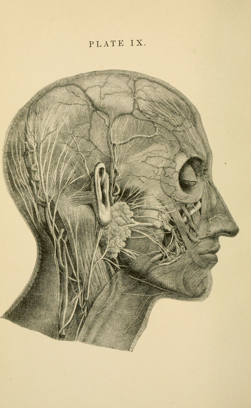 PLATE IX.