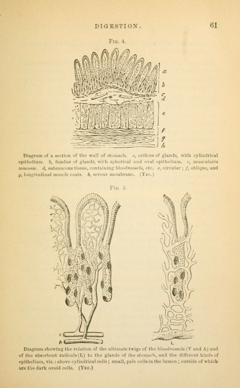 Fig. 4. Diagram of a section of the wall of stomach, o, orifices of gland*, with cylindrical epithelium, b, fundus of glands, wirh spherical and oval epithelium, c, muscularis mucosae, d, submucous tissue, containing bl (vessels, etc. e, circular ; /, oblique, and g, longitudinal muscle coats, ft, serous membrane. Fig 5. • Mi Diagram showing the relation of the ultimate twigs of the bloodvessels (V and A) and of the absorbent radicals (L) to the glands of the stomach, and the different kinds of epithelium, viz.: above cylindrical cells; small, pale cells in the lumen ; outside of which are the dark ovoid cells. (Yeo.)