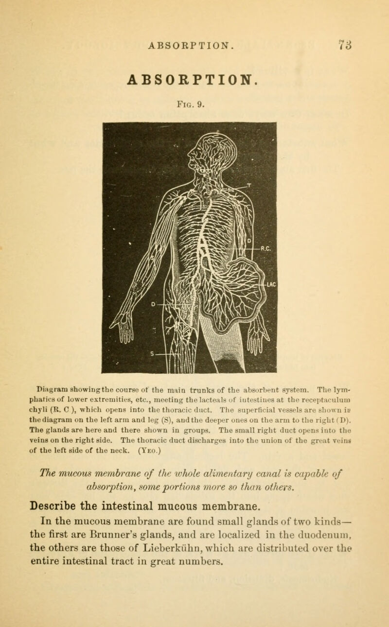 ABSORPTION. Fig. 9. Diagram showingthe course of the main trunks of the absorbent system. The lym- phatlcBof lower extremities, etc., meeting the lacteals of intestines at the receptaculum chyli (R. C ), which opens into the thoracic duct. The superficial vessels are Bhown in the diagram on the left arm and leg (S), and the deeper oues on the arm to the right f D). The glands are here and there shown in groups. The small right duct opens int.) the veins on the right side. The thoracic duct discharges into the union of the great reins of the left side of the neck. (Yeo.) Tlie mucous membrane of the whole alimentary canal is capable of absorption, some portions more so tha?i others. Describe the intestinal mucous membrane. In the mucous membrane are found small glands of two kinds— the first are Brunner's glands, and are localized in the duodenum, the others are those of Lieberkiihn, which are distributed over the entire intestinal tract in great numbers.