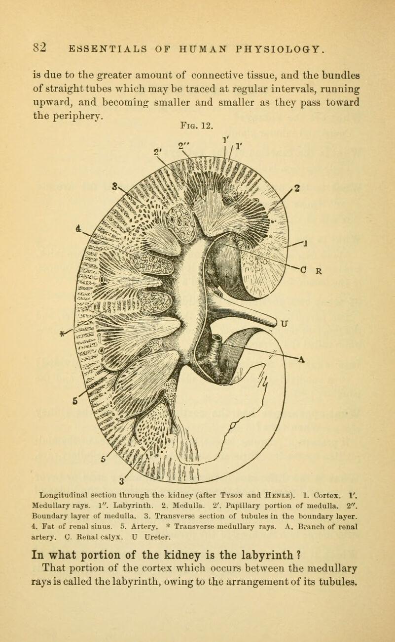 is due to the greater amount of connective tissue, and the bundles of straight tubes which may be traced at regular intervals, running upward, and becoming smaller and smaller as they pass toward the periphery. Fig. 12. Longitudinal section through the kidney (after Tyson and Henle). 1. Cortex. 1'. Medullary rays. 1. Labyrinth. 2. Medulla. 2'. Papillary portion of medulla. 2. Boundary layer of medulla. 3. Transverse section of tubules in the boundary layer. 4. Fat of renal sinus. 5. Artery. * Transverse medullary rays. A. Branch of renal artery. C. Renal calyx. U Ureter. In what portion of the kidney is the labyrinth ? That portion of the cortex which occurs between the medullary rays is called the labyrinth, owing to the arrangement of its tubules.