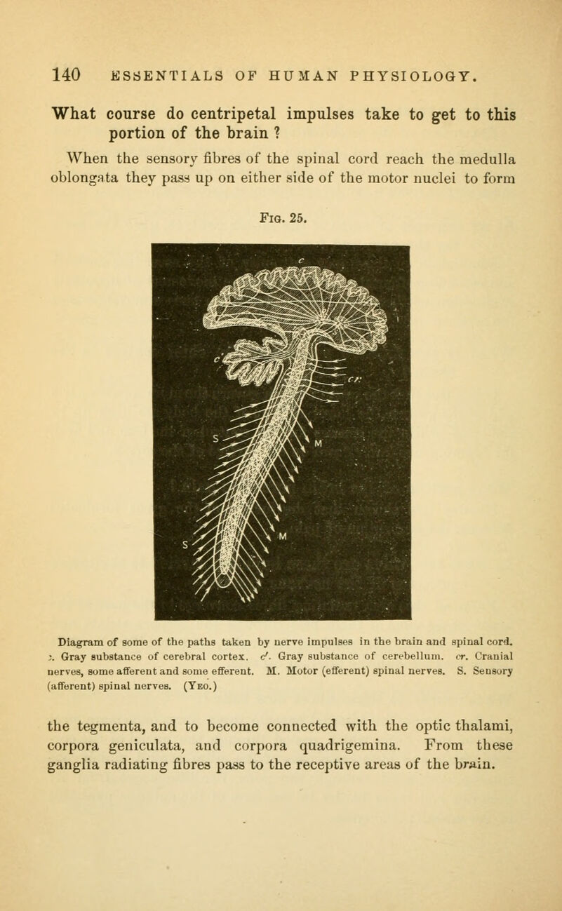 What course do centripetal impulses take to get to this portion of the brain ? When the sensory fibres of the spinal cord reach the medulla oblongata they pass up on either side of the motor nuclei to form Fig. 25. Diagram of some of the paths taken by uerve impulses in the brain and spinal cord. ;. Gray substance of cerebral cortex, c1. Gray substance of cerebellum, cr. Cranial nerves, some afferent and some efferent. M. Motor (efferent) spinal nerves. S. Sensory (afferent) spinal nerves. (Yeo.) the tegmenta, and to become connected with the optic thalami, corpora geniculata, and corpora quadrigemina. From these ganglia radiating fibres pass to the receptive areas of the brain.