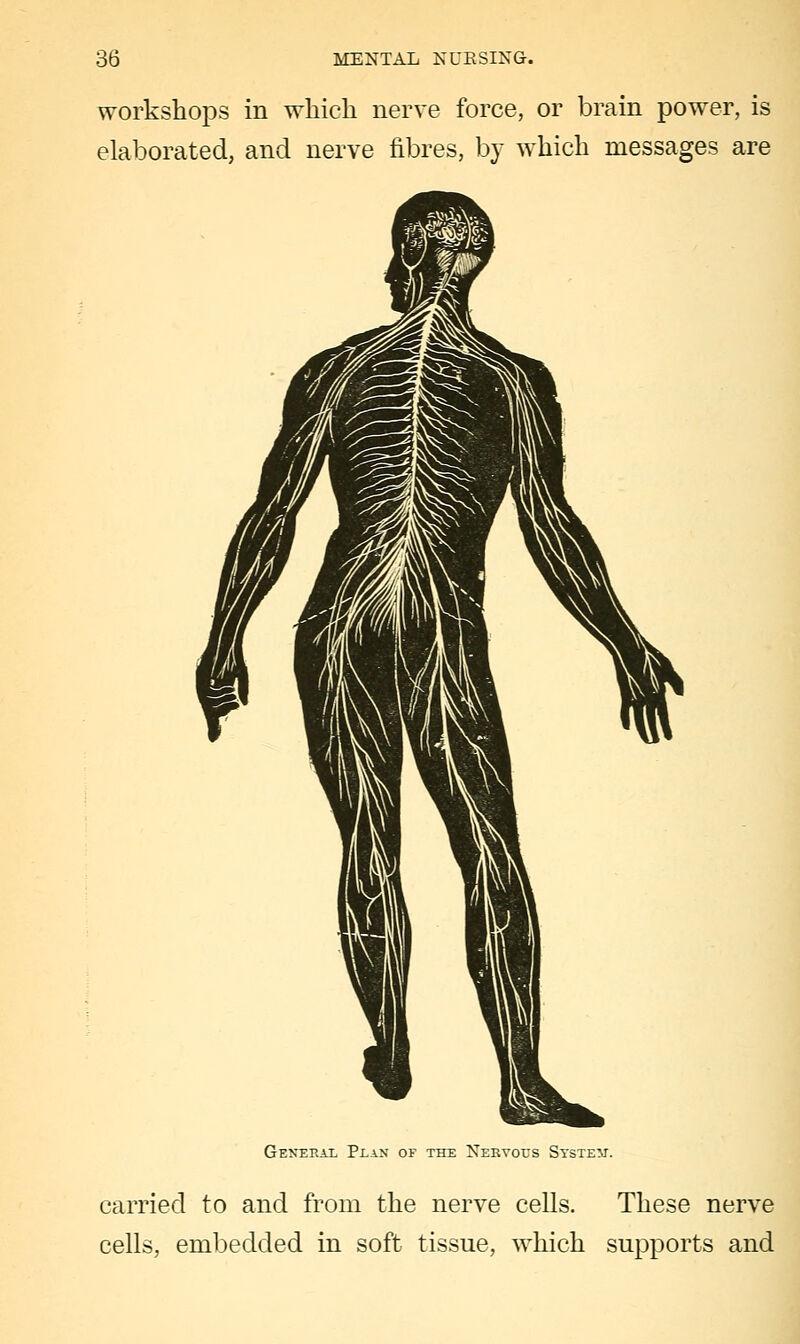 workshops in wliicli nerve force, or brain power, is elaborated, and nerve fibres, by which messages are GEN'EEiL Plan of the Nervous System. carried to and from the nerve cells. These nerve cells, embedded in soft tissue, which supports and