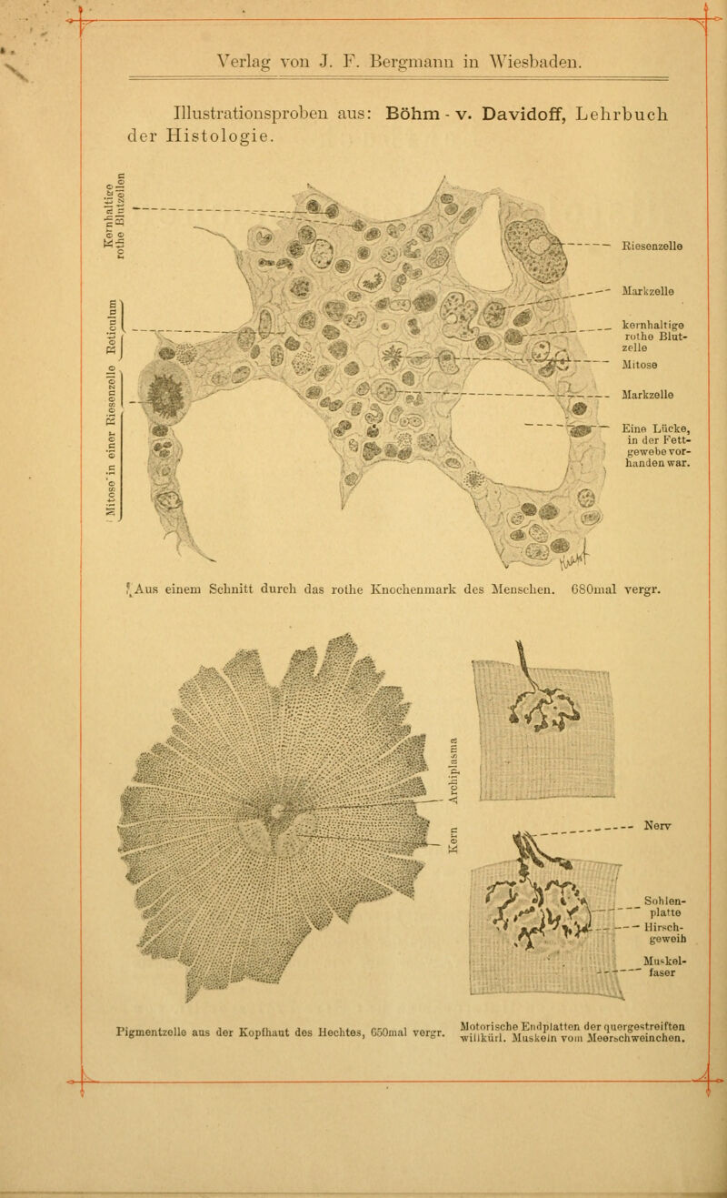 '^- Verlag von J. F. Bergmanu iu Wiesbaden. Illustrationsproben aus: Böhm - v. Davidoff, Lehrbuch der Histologie. ^: SJ nk M ' ('i^j f V - — Riesenzello .--' Markzelle kernhaltige rothe Blut- zelle Mitose ~'^~ Markzelle t-W.r-. Eine Lücke, in der Fett- gewebe vor- handen war. .(^ f Au.s einem Schnitt durch das rothe Knochenmark des Älenschen. CSOmal ai0- \n '' •: •VT'; \\VHUMttTTrrTi 2 >K- Nerv 7 Sohlen- platte ■ Hirsch- geweih Mu'kel- faser A Pigmentzelle aus der Kopfhaut des Hechtes. GöOma, vorgr. ^Sf mSÄ« von. M^S^^S^! ^.