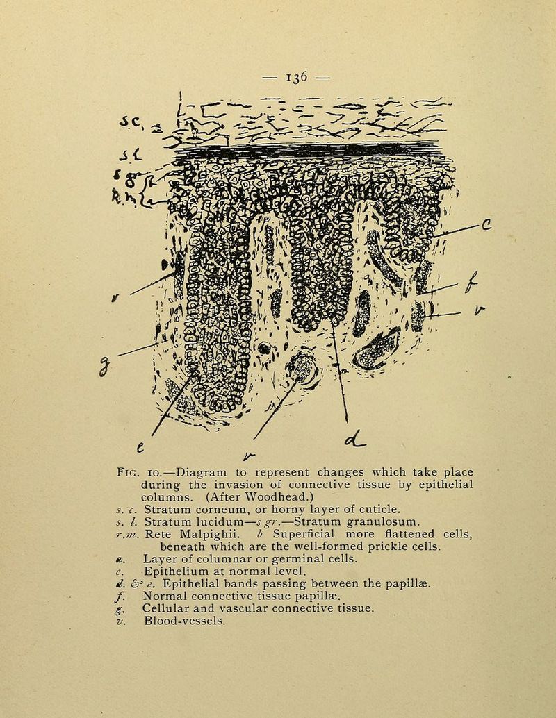 Fig. s. I r.m. /• lo.—Diagram to represent changes which take place during the invasion of connective tissue by epithelial columns. (After Woodhead.) Stratum corneum, or horny layer of cuticle. Stratum lucidum—s gr.—Stratum granulosum. Rete Malpighii. b Superficial more flattened cells, beneath which are the well-formed prickle cells. Layer of columnar or germinal cells. Epithelium at normal level. ' e. Epithelial bands passing between the papillae. Normal connective tissue papillae. Cellular and vascular connective tissue. Blood-vessels.