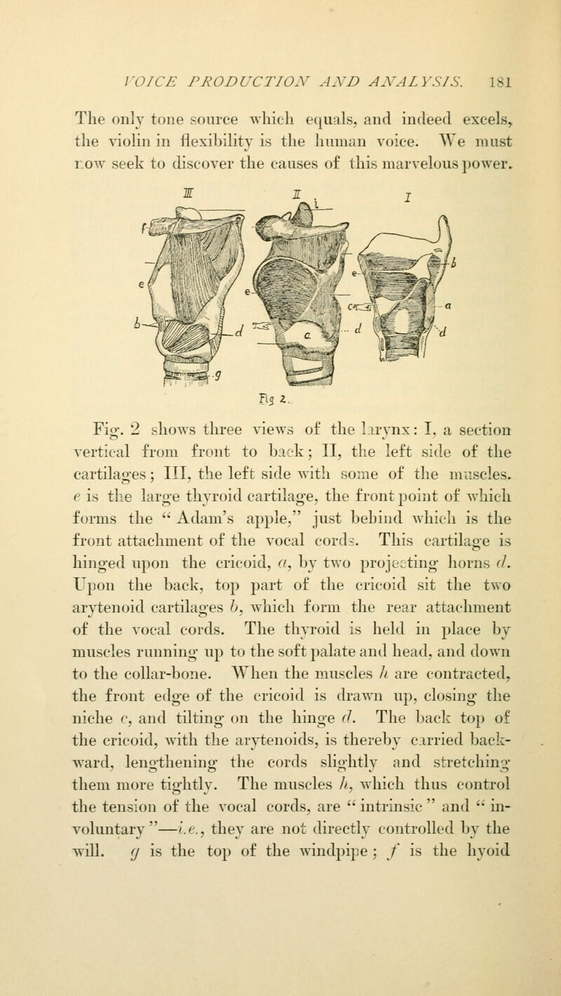 The only tone source which equals, and indeed excels, the violin in flexibility is the human voice. We must now seek to discover the causes o£ this marvelous power. R5 I. Fiof. 2 shows three views of the Lirvnx: I, a section vertical from front to back; 11, the left side of the cartilages; III, the left side with some of the muscles. e is the large thyroid cartilage, the front point of which forms the  Adam's apple, just behind which is the front attachment of the vocal cords. This cartilage is hinged upon the cricoid, r/, by two projecting horns d. Upon the back, top part of the cricoid sit the tv\o arytenoid cartilages 6, which form the rear attachment of the vocal cords. The thyroid is held in place by muscles running up to the soft palate and head, and down to the collar-bone. When the muscles h are contracted, the front edge of the cricoid is drawn up, closing the niche c, and tilting on the hinge r/. The back top of the cricoid, with the arytenoids, is thereby carried back- ward, lengthening the cords slightly and stretching them more tightly. The muscles //, which thus control the tension of the vocal cords, are  intrinsic  and  in- voluntary —d'.e., they are not directly controlled by the will. (J is the top of the windpipe ; / is the hyoid