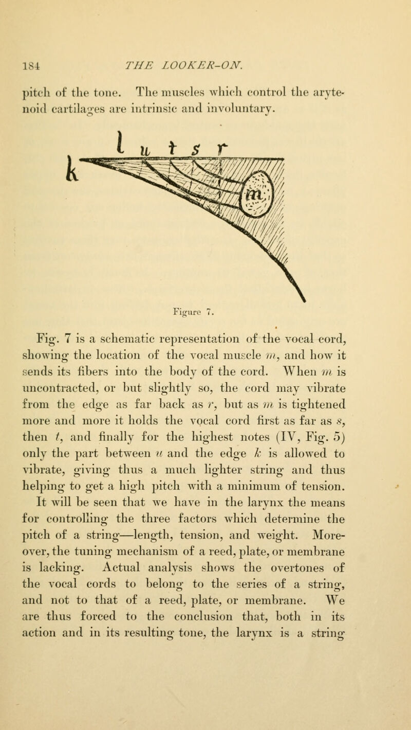 pitch of the tone. The muscles which control the aryte- noid cartilages are intrinsic and involuntary. Figure 7. Fig\ 7 is a schematic representation of the vocal cord, showing the location of the vocal muscle in, and how it sends its fibers into the body of the cord. When m is uncontracted, or but slightly so, the cord may vibrate from the edoe as far back as >', but as m is tightened more and more it holds the vocal cord first as far as .9, then ^, and finally for the highest notes (IV, Fig. 5) only the part between u and the edge k is allowed to vibrate, giving thus a much lighter string and thus helping to get a high pitch with a minimum of tension. It will be seen that we have in the larynx the means for controllino' the three factors which determine the pitch of a string—length, tension, and weight. More- over, the tuning mechanism of a reed, plate, or membrane is lacking. Actual analysis shows the overtones of the vocal cords to belono- to the series of a strino-, and not to that of a reed, plate, or membrane. We are thus forced to the conclusion that, both in its action and in its resulting tone, the larynx is a string