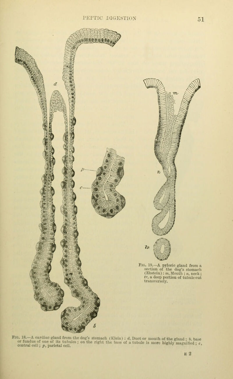Fid. 19.—A pyloric gland from a section of the dog's stomacli i Bbstein): m,Mouth : n, aeck ; tr, a deep portion of tubule cut transversely. i gland from the dog't rtomaoh (Klein) : tt, Dnot or mouth of the gland ■ b bi-e or rundna of one o : on the right tin: . highly matm'i ral cell ; /<. parietal oell. ' ' '
