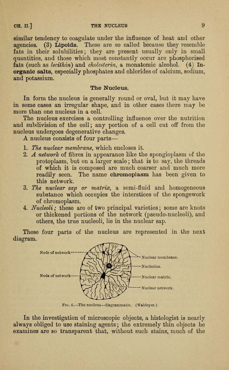 similar tendency to coagulate under the influence of heat and other agencies. (3) Lipoids. These are so called because they resemble fats in their solubilities; they are present usually only in small quantities, and those which most constantly occur are phosphorised fats (such as lecithin) and choUsterin, a monatomic alcohol. (4) In- organic salts, especially phosphates and chlorides of calcium, sodium, and potassium. The Nucleus. In form the nucleus is generally round or oval, but it may have in some cases an irregular shape, and in other cases there may be more than one nucleus in a cell. The nucleus exercises a controlling influence over the nutrition and subdivision of the cell; any portion of a cell cut off from the nucleus undergoes degenerative changes. A nucleus consists of four parts— 1. The nuclear membrane, which encloses it. 2. A network of fibres in appearance like the spongioplasm of the protoplasm, but on a larger scale; that is to say, the threads of which it is composed are much coarser and much more readily seen. The name chrcmoplasm has been given to this network. 3. The nuclear sap or matrix, a semi-fluid and homogeneous substance which occupies the interstices of the sponge work of chromoplasm. 4. Nucleoli; these are of two principal varieties; some are knots or thickened portions of the network (pseudo-nucleoli), and others, the true nucleoli, lie in the nuclear sap. These four parts of the nucleus are represented in the next diagram. Node of network- Node of network— —^-. jvfuciear membrane. Nucleolus. Nuclear matrix. Nuclear network. Fio. 6.—The nucleus—diagrammatic. (Waldeyer.) In the investigation of microscopic objects, a histologist is nearly always obliged to use staining agents; the extremely thin objects he examines are so transparent that, without such stains, much of the