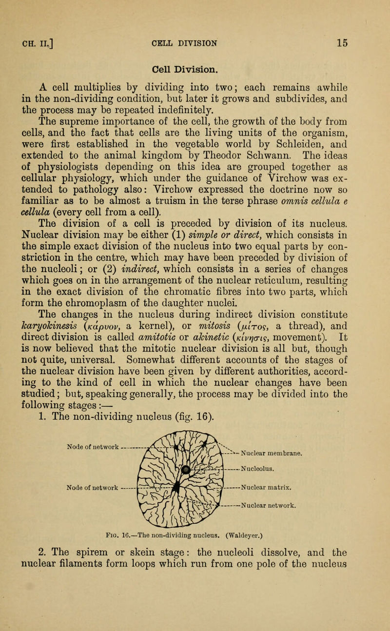 Cell Division. A cell multiplies by dividing into two; each remains awhile in the non-dividing condition, but later it grows and subdivides, and the process may be repeated indefinitely. The supreme importance of the cell, the growth of the body from cells, and the fact that cells are the living units of the organism, were first established in the vegetable world by Schleiden, and extended to the animal kingdom by Theodor Schwann. The ideas of physiologists depending on this idea are grouped together as cellular physiology, which under the guidance of Virchow was ex- tended to pathology also: Virchow expressed the doctrine now so familiar as to be almost a truism in the terse phrase omnis cellula e cellula (every cell from a cell). The division of a cell is preceded by division of its nucleus. Nuclear division may be either (1) simple or direct, which consists in the simple exact division of the nucleus into two equal parts by con- striction in the centre, which may have been preceded by division of the nucleoli; or (2) indirect, which consists in a series of changes which goes on in the arrangement of the nuclear reticulum, resulting in the exact division of the chromatic fibres into two parts, which form the chromoplasm of the daughter nuclei. The changes in the nucleus during indirect division constitute karyokinesis (Kapuov, a kernel), or mitosis {fxlro?, a thread), and direct division is called amitotic or akinetic {Kivrjcri^, movement). It is now believed that the mitotic nuclear division is all but, though not quite, universal. Somewhat different accounts of the stages of the nuclear division have been given by different authorities, accord- ing to the kind of cell in which the nuclear changes have been studied; but, speaking generally, the process may be divided into the following stages:— 1. The non-dividing nucleus (fig. 16). --*- Nuclear membrane. Nucleolus. Node of network — Node of network p-^^^-r-r-i^ifQ^Tv^-TV Nuclear matrix. Nuclear network. Fio. 16.—The non-dividing nucleus. (Waldeyer.) 2. The spirem or skein stage: the nucleoli dissolve, and the nuclear filaments form loops which run from one pole of the nucleus