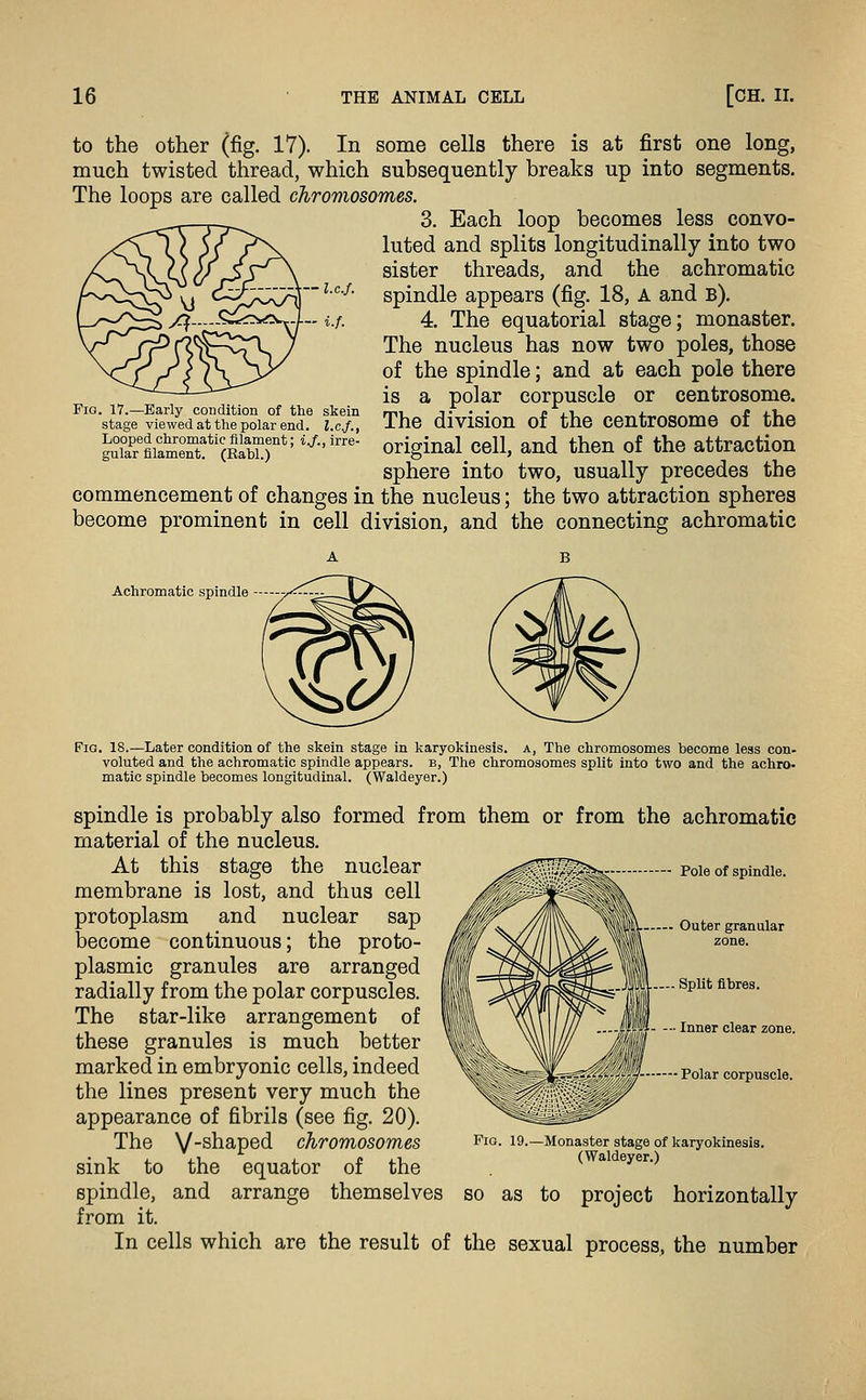 to the other (fig. 17). In some cells there is at first one long, much twisted thread, which subsequently breaks up into segments. The loops are called chromosomes. 3. Each loop becomes less convo- luted and splits longitudinally into two sister threads, and the achromatic spindle appears (fig. 18, A and b). 4. The equatorial stage; monaster. The nucleus has now two poles, those of the spindle; and at each pole there is a polar corpuscle or centrosome. The division of the centrosome of the original cell, and then of the attraction sphere into two, usually precedes the commencement of changes in the nucleus; the two attraction spheres become prominent in cell division, and the connecting achromatic Achromatic spindle l.c.f. Pig. 17.—Early condition of the skein stage viewed at the polar end. l.c.f., Looped chromatic iilament; i.f., irre- gular filament. (Rabl.) Fig. 18.—Later condition of the skein stage in karyokinesis. a, The chromosomes become leas con- voluted and the achromatic spindle appears, b, The chromosomes split into two and the achro- matic spindle becomes longitudinal. (Waldeyer.) spindle is probably also formed from them or from the material of the nucleus. At this stage the nuclear membrane is lost, and thus cell protoplasm and nuclear sap become continuous; the proto- plasmic granules are arranged radially from the polar corpuscles. The star-like arrangement of these granules is much better marked in embryonic cells, indeed the lines present very much the appearance of fibrils (see fig. 20). The V'Shaped chromosomes sink to the equator of the spindle, and arrange themselves from it. In cells which are the result of the sexual process, Fig. 19. Monaster stage of (Waldeyer.) SO as to project achromatic Pole of spindle. Outer granular zone. Split fibres. Inner clear zone. Polar corpuscle. karyokinesis. horizontally the number