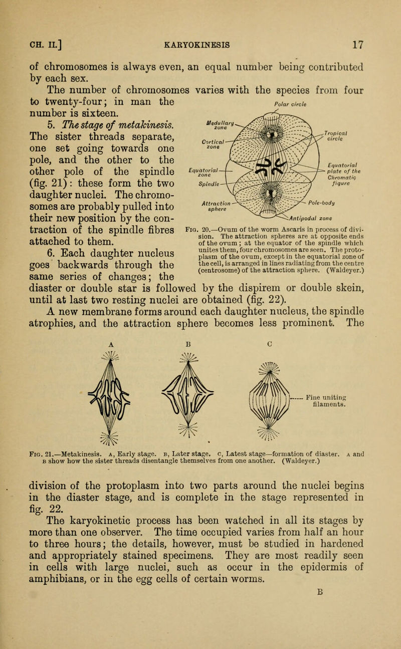 of chromosomes is always even, an equal number being contributed by each sex. The number of chromosomes varies with the species from four to twenty-four; in man the Poiardrde number is sixteen. 5. The stage of metakinesis. The sister threads separate, one set going towards one other to the the spindle form the two The chromo- Equatorial Spindle pole, and the other pole of (fig. 21): these daughter nuclei, somes are probably pulled into their new position by the con- traction of the spindle fibres attached to them. 6. Each daughter nucleus goes backwards through the same series of changes; the diaster or double star is followed by the dispirem or double skein, until at last two resting nuclei are obtained (fig. 22). A new membrane forms around each daughter nucleus, the spindle atrophies, and the attraction sphere becomes less prominent. The Pole-body iAntipodal zone Fio. 20.—Ovum of the worm Ascaris in process of divi- sion. The attraction spheres are at opposite ends of the ovum ; at the equator of the spindle which unites them, four chromosomes are seen. The proto- plasm of the ovum, except in the equatorial zone of the cell, is arranged in lines radiating from the centre (centrosome) of the attraction sphere. (Waldeyer.) Fine uniting filaments. Fig. 21.—Metakinesis. a, Early stage, b, Later stage, c, Latest stage—formation of diaster. a and B show how the sister threads disentangle themselves from one another. (Waldeyer.) division of the protoplasm into two parts around the nuclei begins in the diaster stage, and is complete in the stage represented in fig. 22. The karyokinetic process has been watched in all its stages by more than one observer. The time occupied varies from half an hour to three hours; the details, however, must be studied in hardened and appropriately stained specimens. They are most readily seen in cells with large nuclei, such as occur in the epidermis of amphibians, or in the egg cells of certain worms.