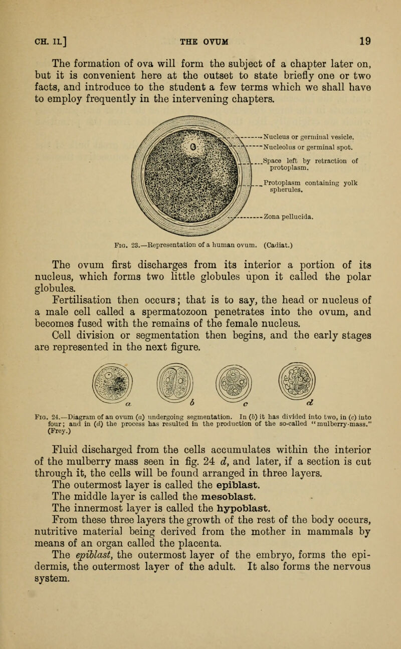 The formation of ova will form the subject of a chapter later on, but it is convenient here at the outset to state briefly one or two facts, and introduce to the student a few terms which we shall have to employ frequently in the intervening chapters. . Nucleus or germinal vesicle. ■Nucleolus or germinal spot. .Space left by retraction of protoplasm. .Protoplasm containing spherules. - Zona pellucida. yolk Fia. 23.—Bepresentation of a human ovum. (Cadiat.) The ovum first discharges from its interior a portion of its nucleus, which forms two little globules upon it called the polar globules. Fertilisation then occurs; that is to say, the head or nucleus of a male cell called a spermatozoon penetrates into the ovum, and becomes fused with the remains of the female nucleus. Cell division or segmentation then begins, and the early stages are represented in the next figure. Fio. 24.—Diagram of an ovum (a) undergoing segmentation. In (6) it has divided into two, in (c) into four; and in (d) the process has resulted in the production of the so-called mulberry-mass. (Frey.) Fluid discharged from the cells accumulates within the interior of the mulberry mass seen in fig. 24 d, and later, if a section is cut through it, the cells will be found arranged in three layers. The outermost layer is called the epiblast. The middle layer is called the mesoblast. The innermost layer is called the hypoblast. From these three layers the growth of the rest of the body occurs, nutritive material being derived from the mother in mammals by means of an organ called the placenta. The epiblast, the outermost layer of the embryo, forms the epi- dermis, the outermost layer of the adult. It also forms the nervous system.